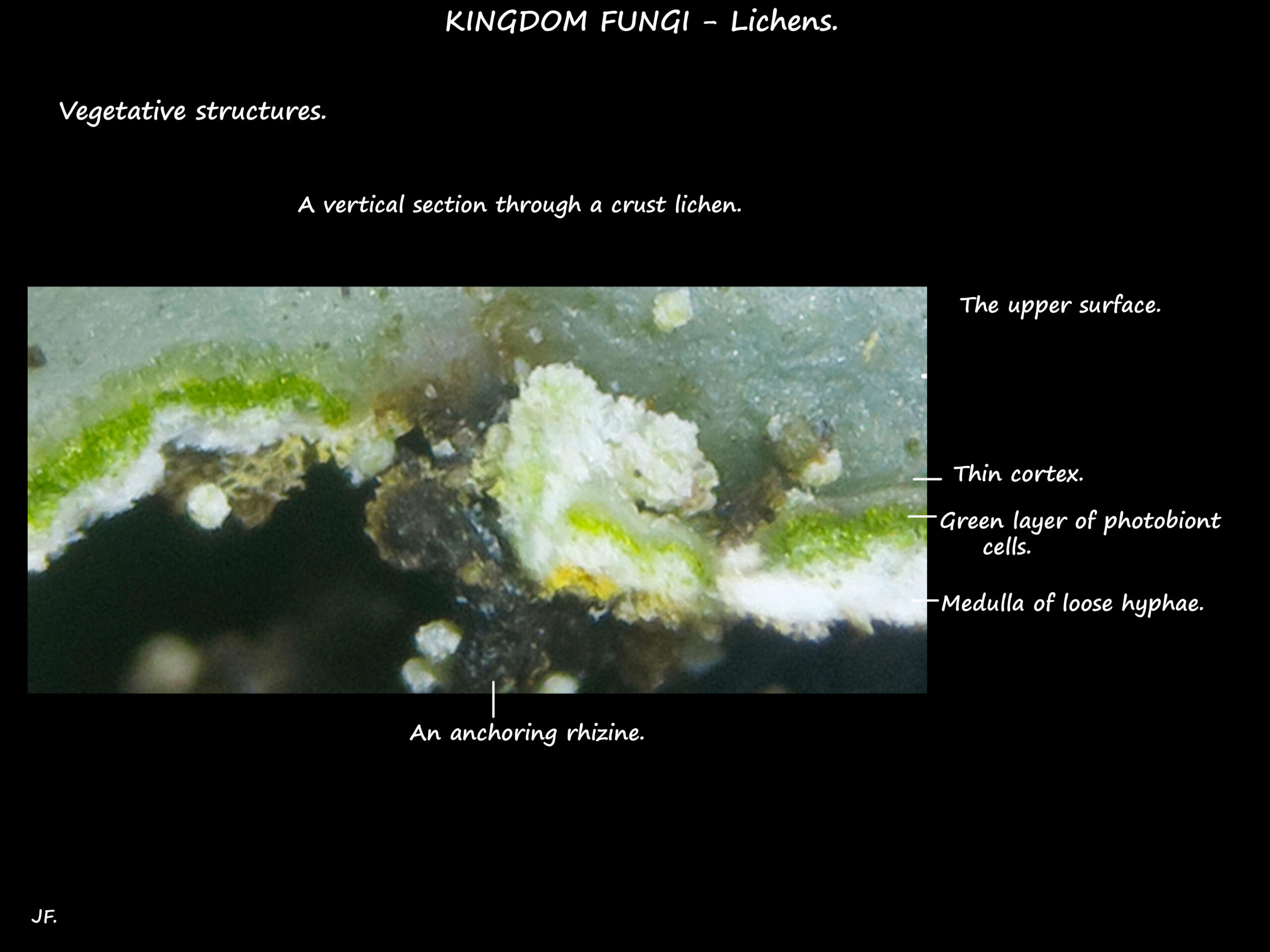 4 Structure of the vegetative thallus of a lichen