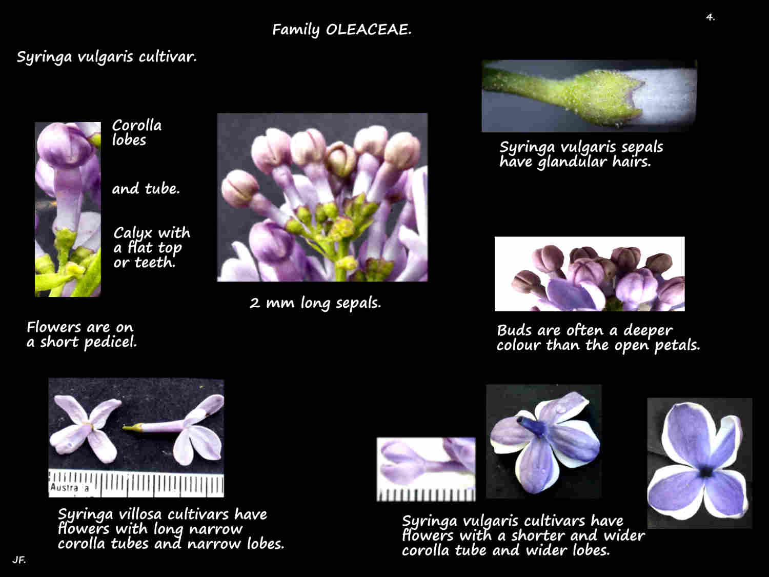 4 Lilac sepals & petals