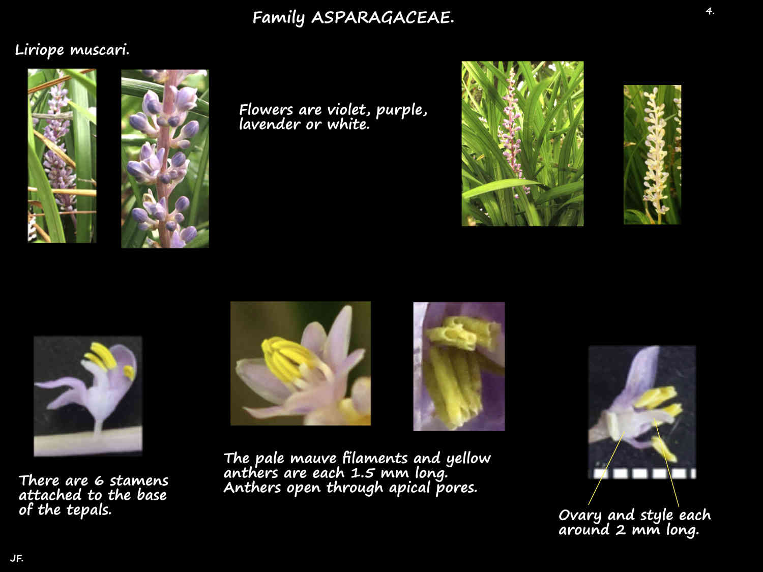 4 Liriope muscari flower colours & stamens