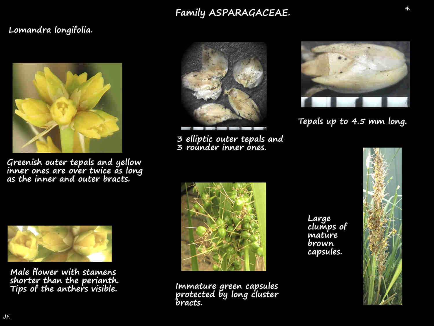 4 Lomandra longifolia tepals & ripening fruit