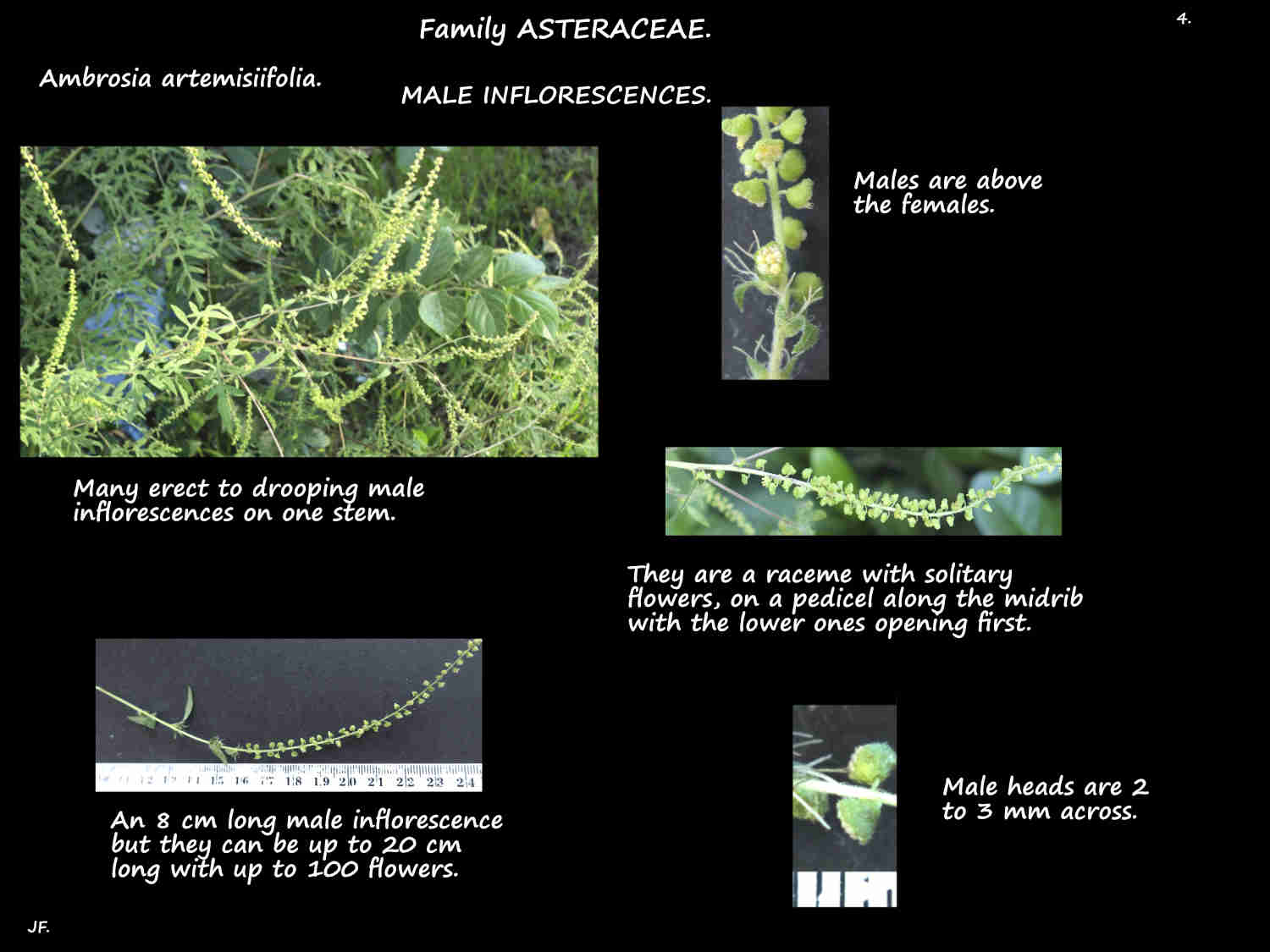 4 Male Common Ragweed inflorescences