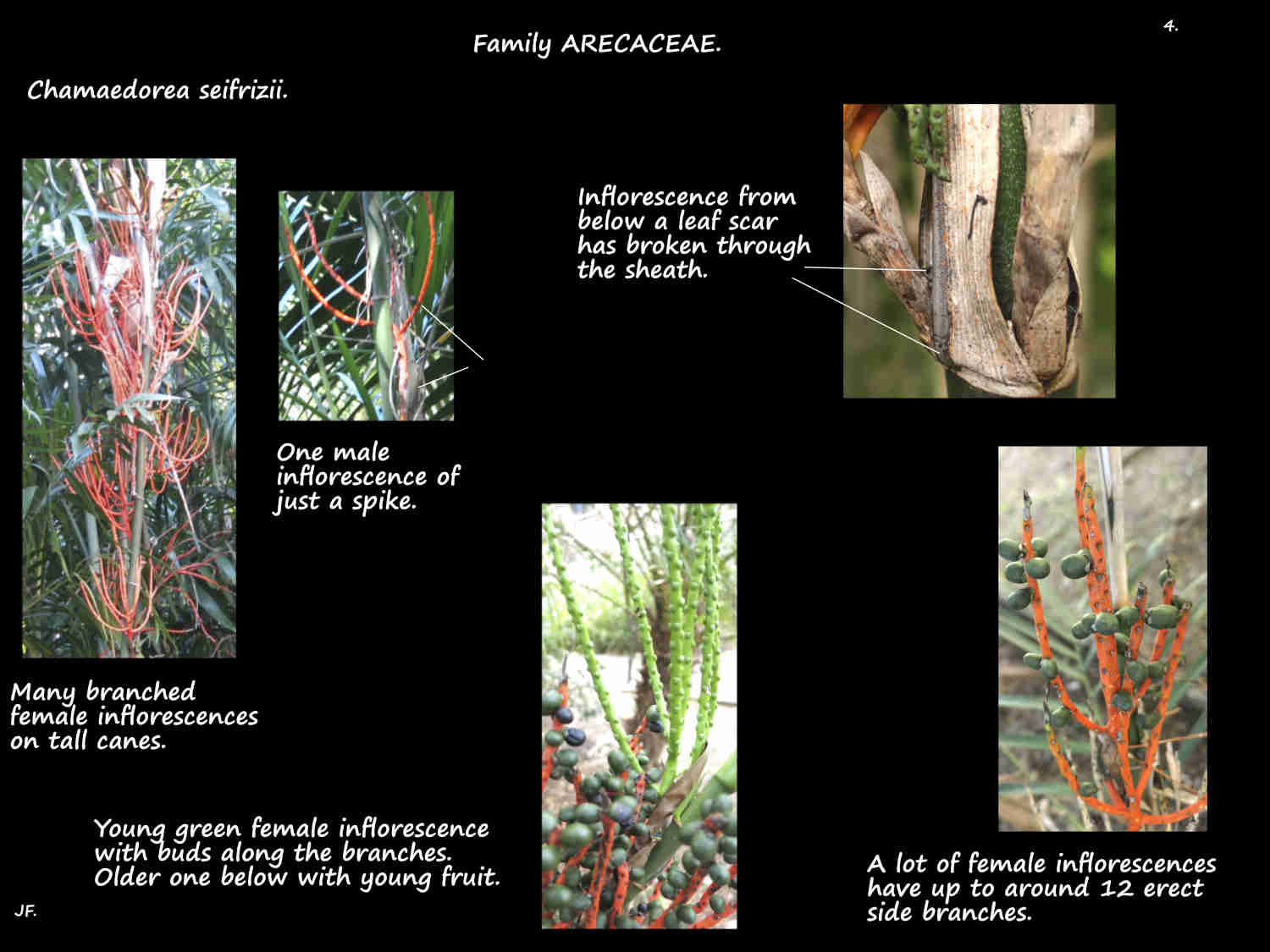 4 Male & female Parlour palm inflorescences