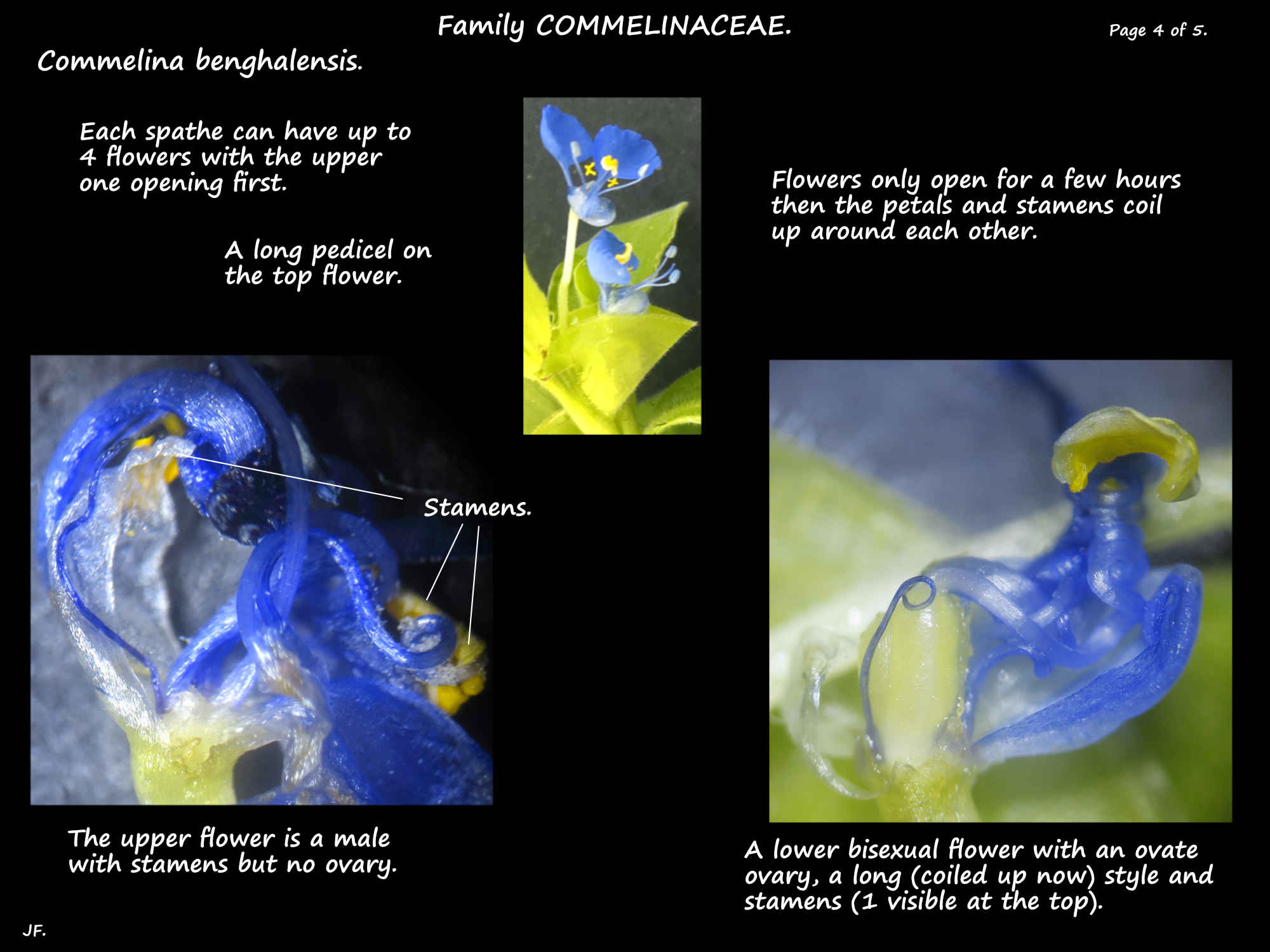 4 Male & female flowers of a deep blue commelina
