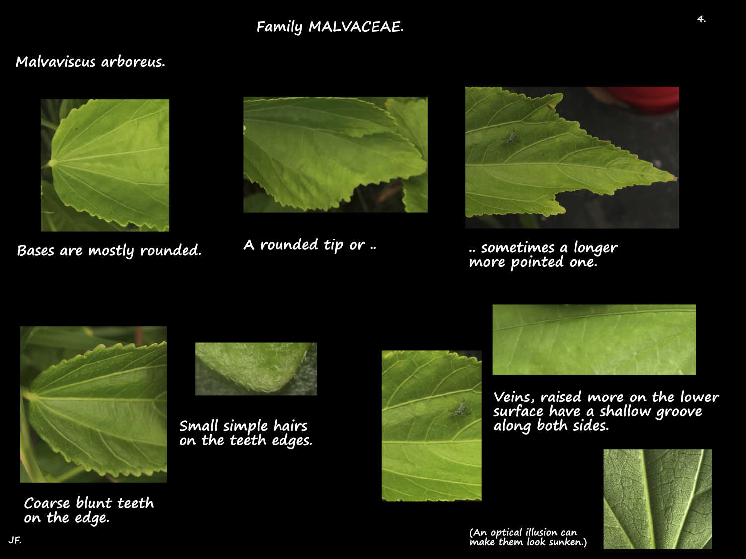 4 Malvaviscus arboreus leaf features