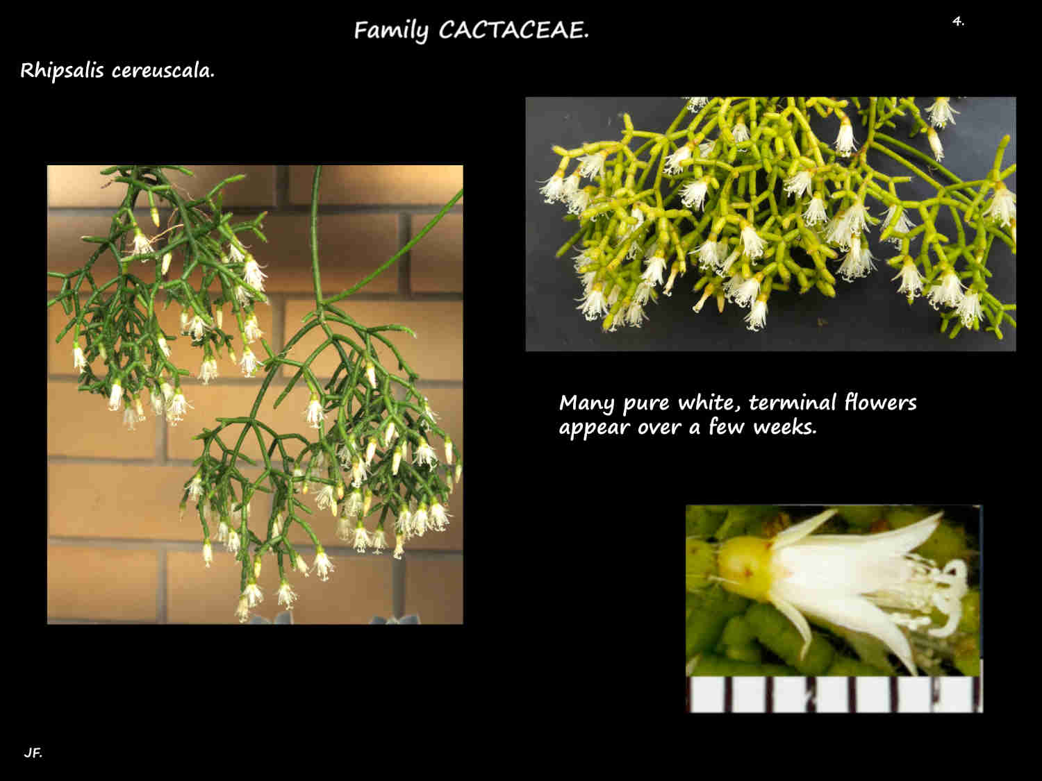 4 Masses of white Mistletoe cactus flowers