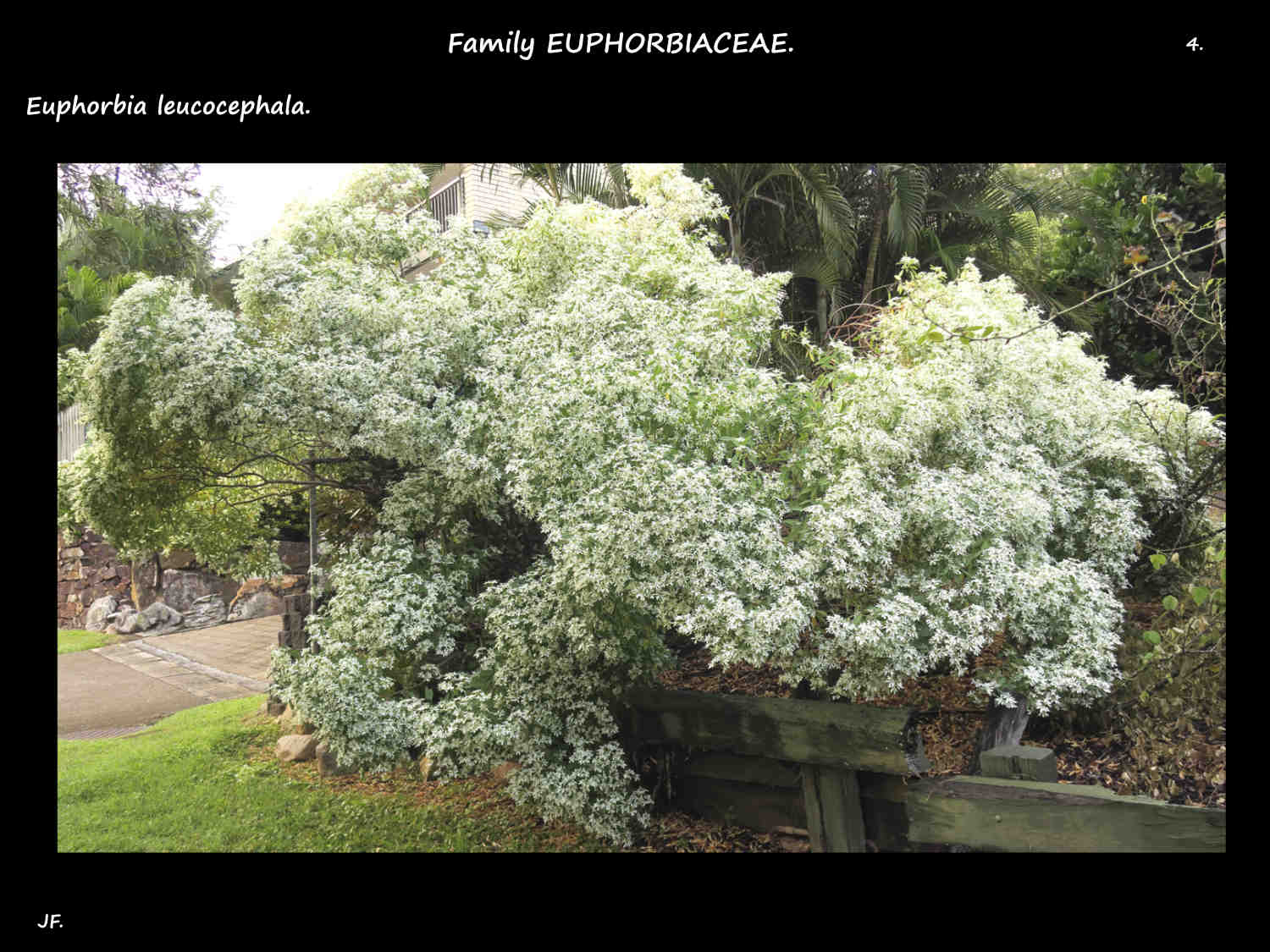 4 Masses of white flowers on a Snowflake bush