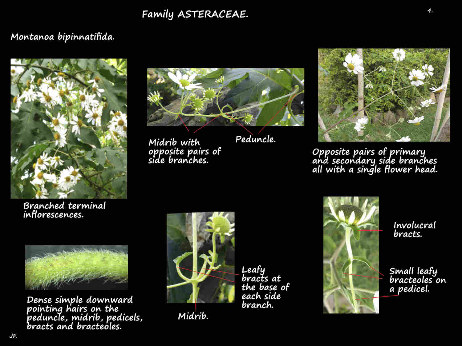 4 Mexican Daisy tree inflorescences