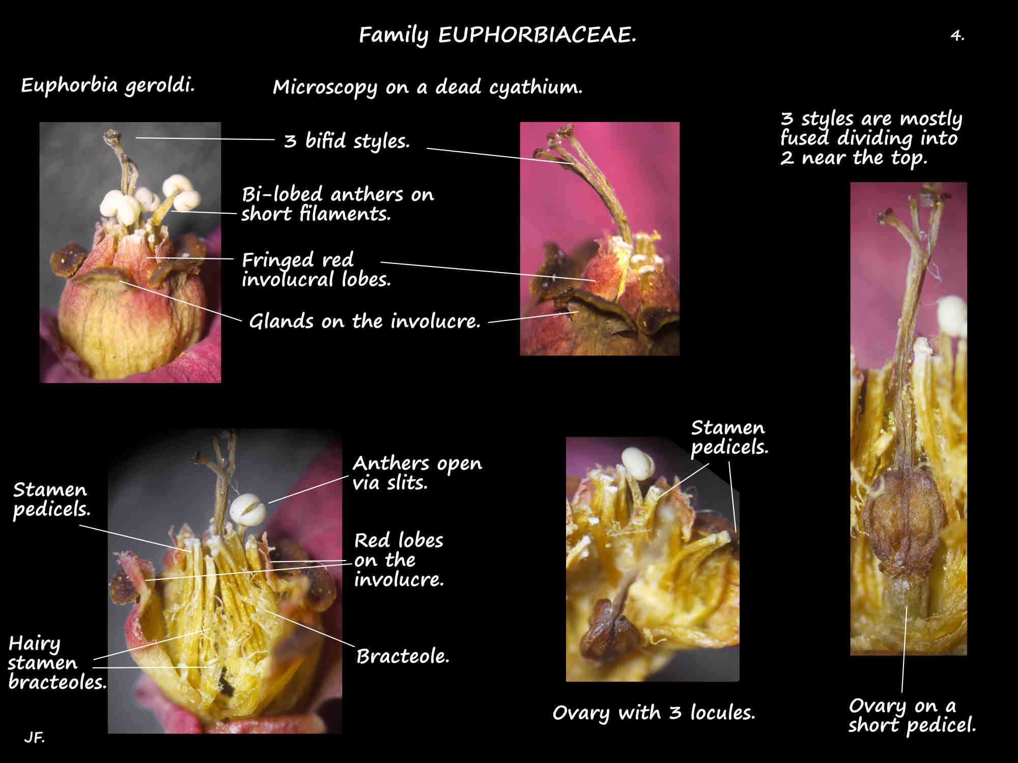4 Microscopy of a Eupborbia geroldi cyathium