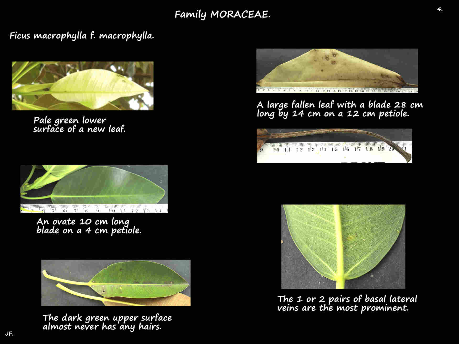 4 Moreton Bay fig leaves