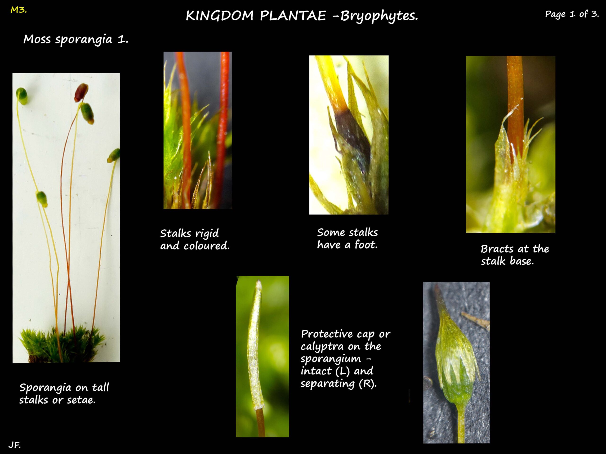 Moss sporangia & calyptra