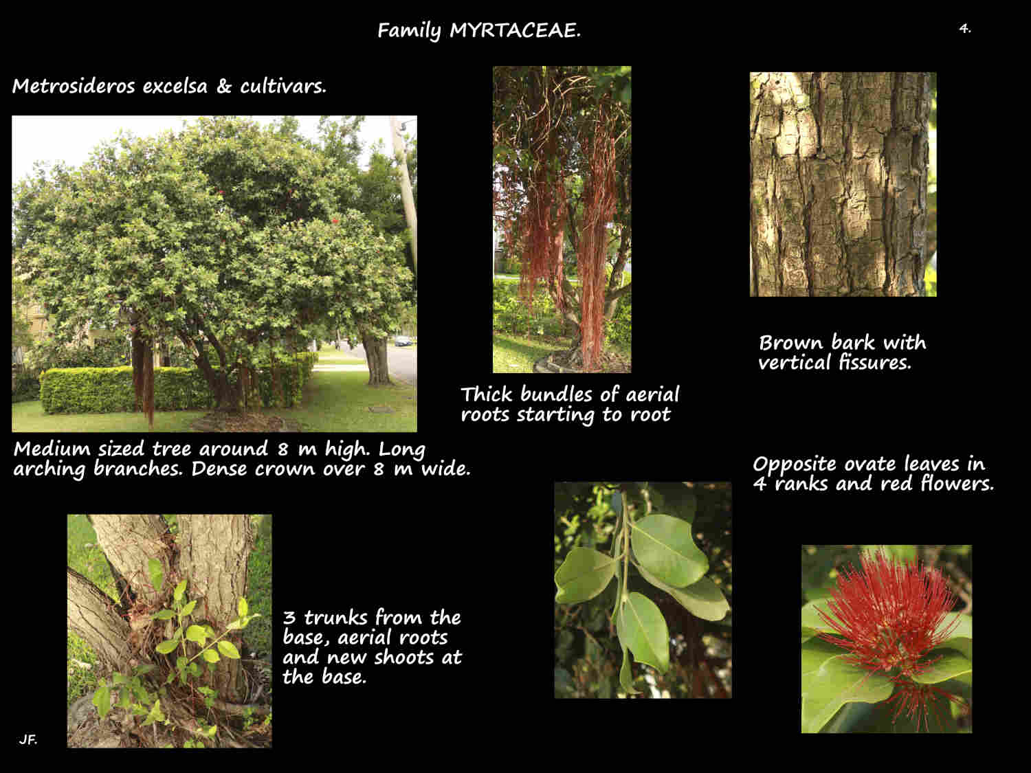 4 Multi-stemmed Metrosideros tree