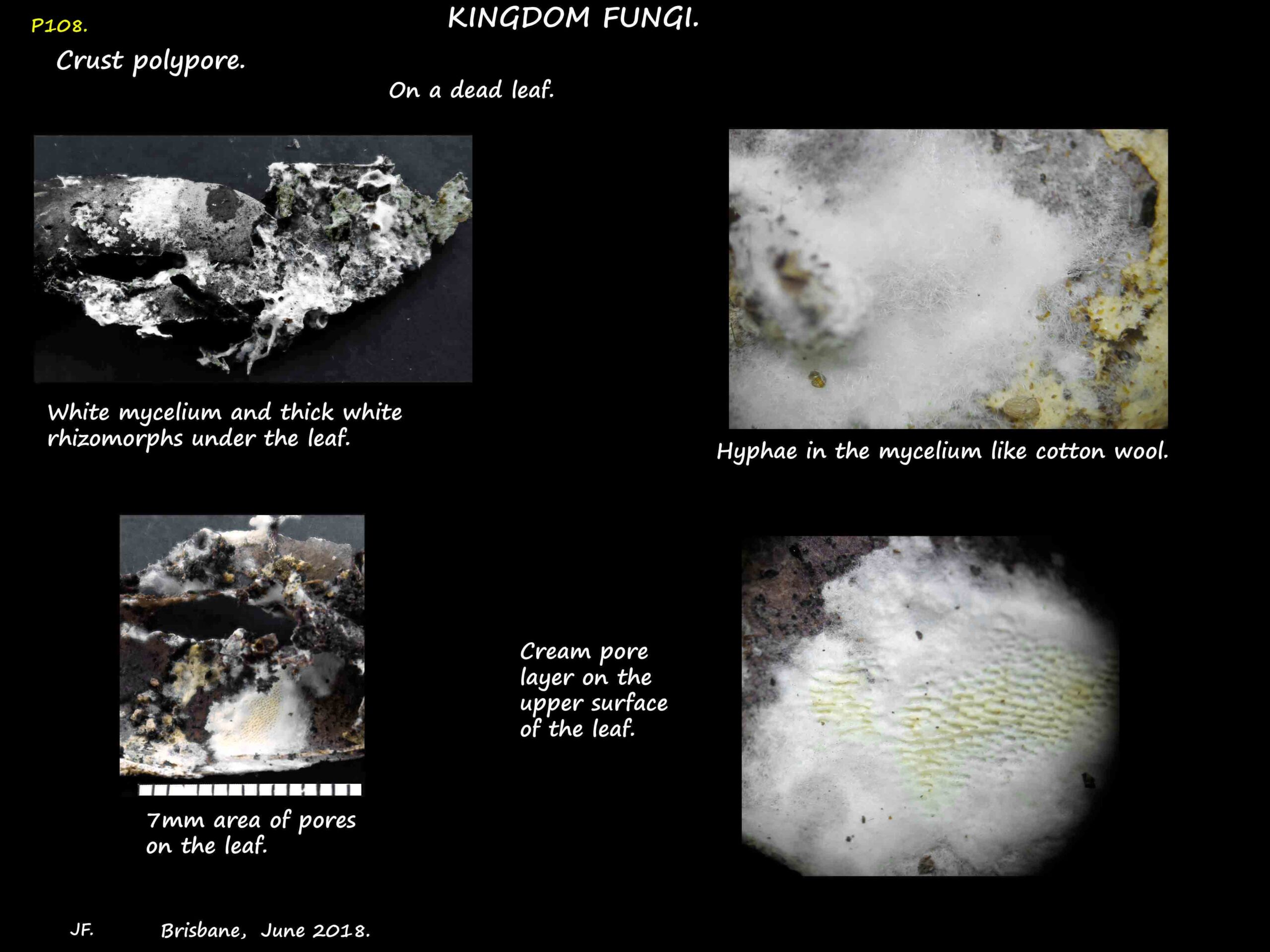4 Mycelium & pores of a white crust on a dead leaf