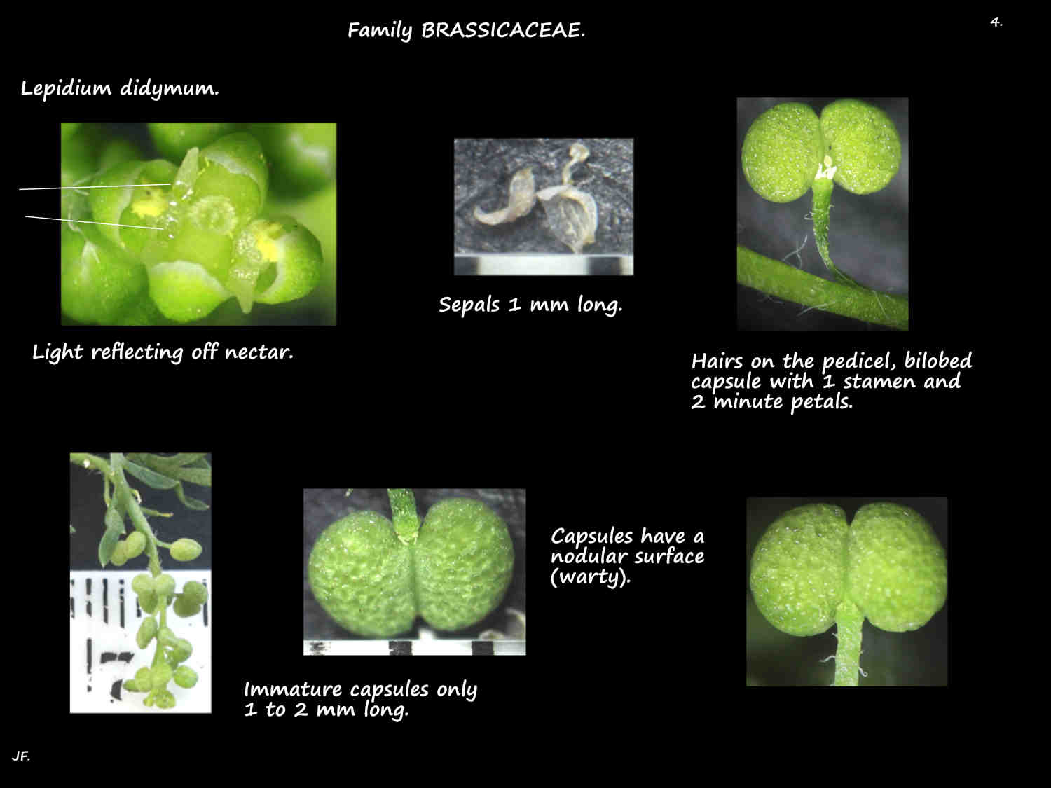 4 Nodular Lepidium didymum capsules