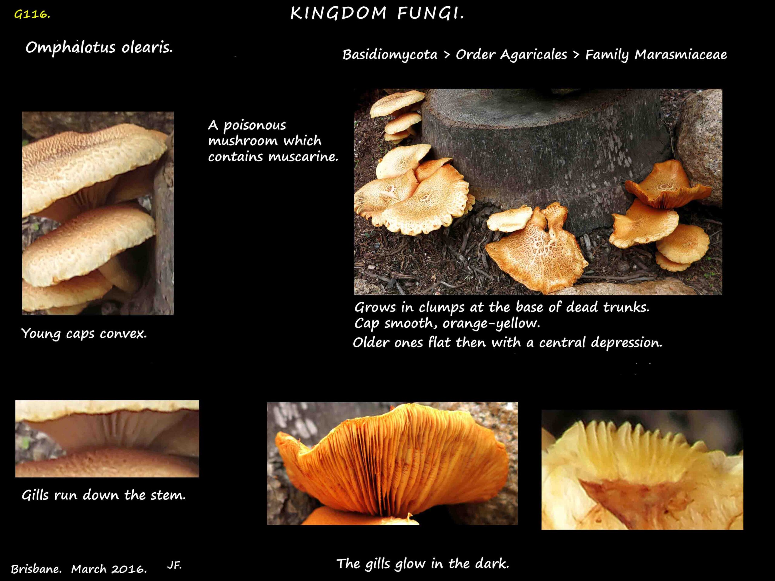 4 Omphalotus olearis
