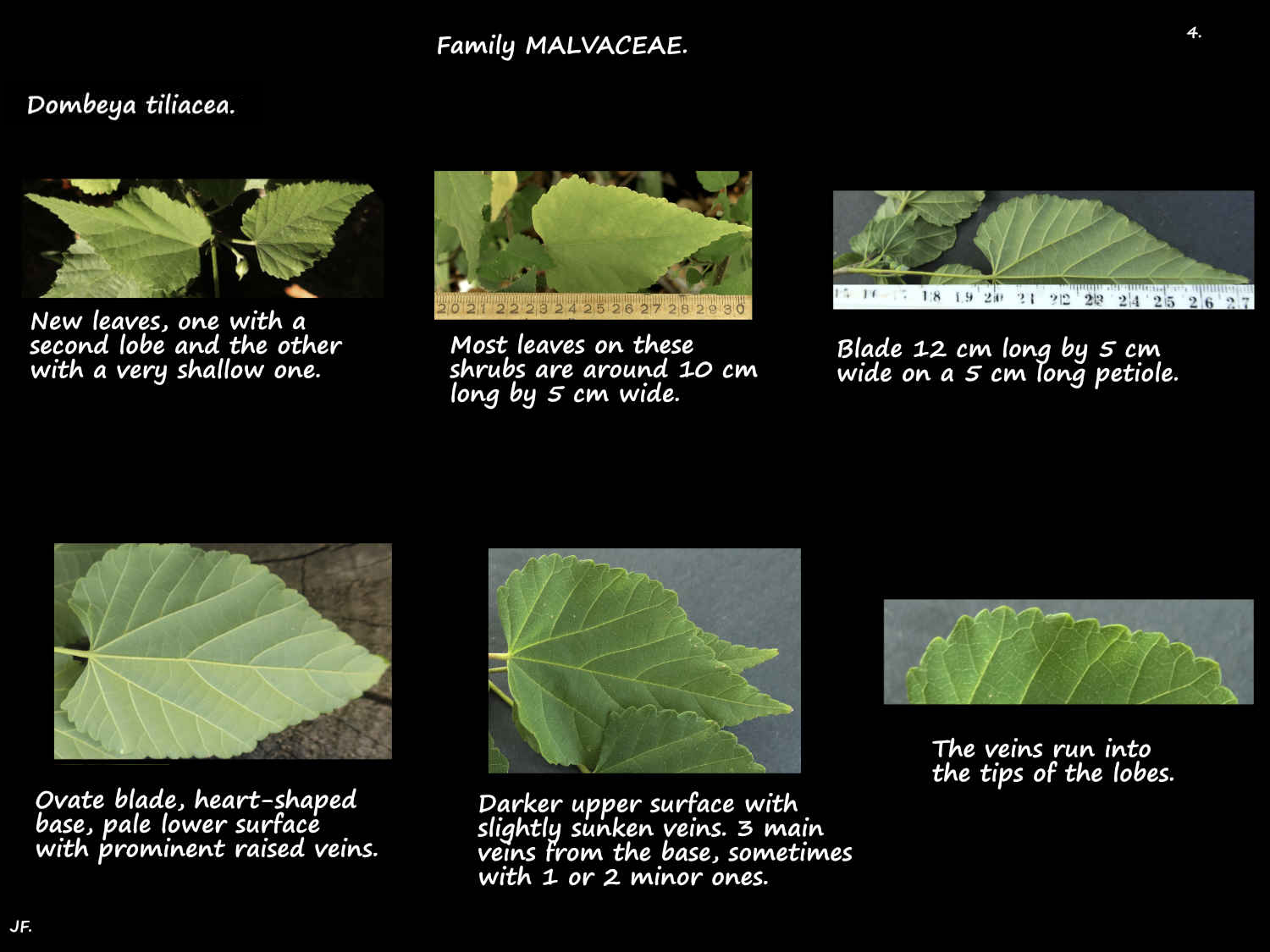 4 Ovate Dombeya tiliacea leaves