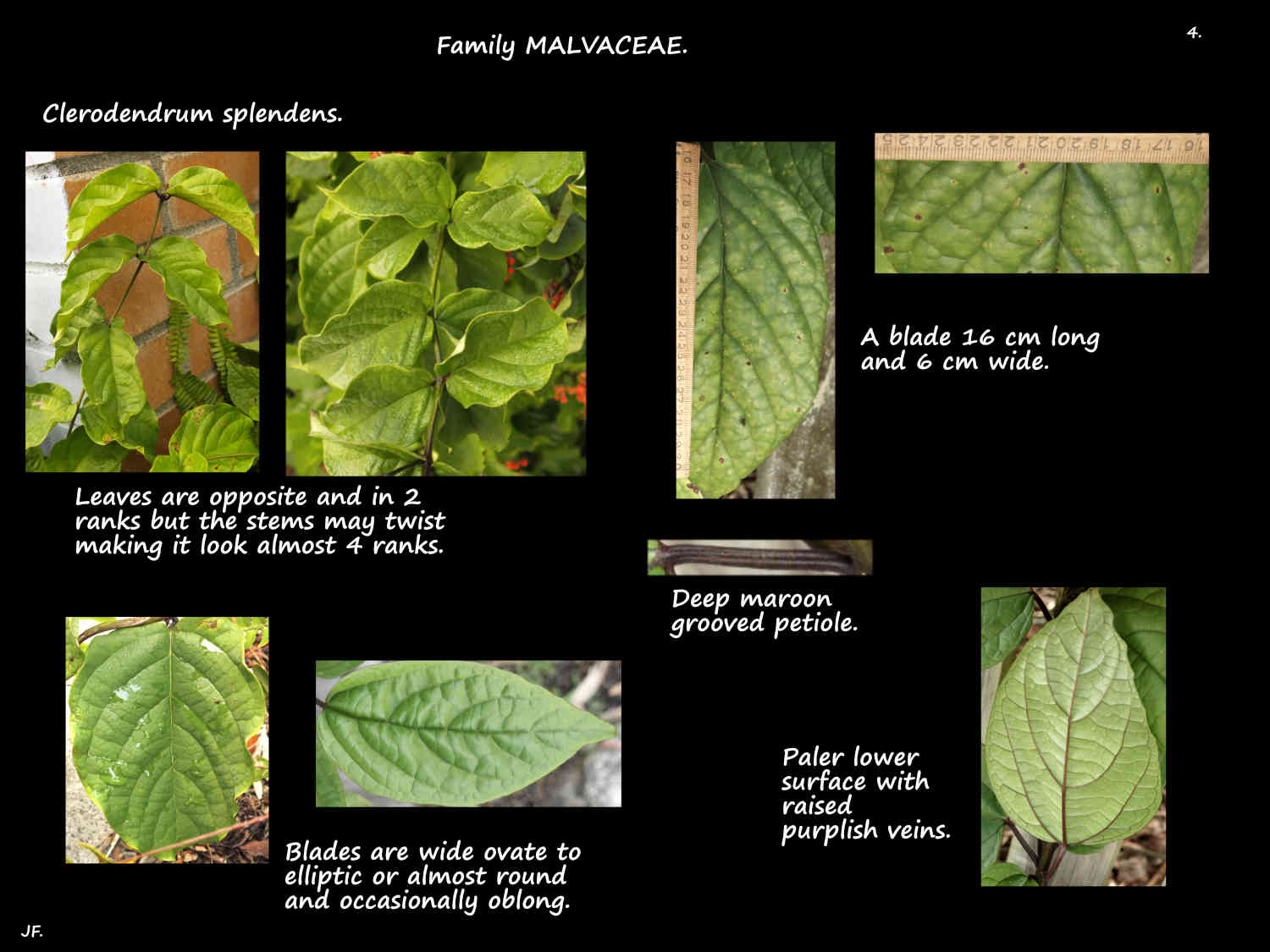 4 Ovate to round Clerodendrum splendens leaves