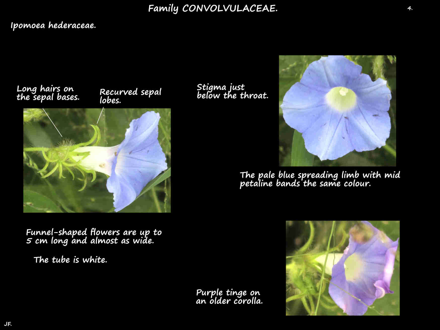 4 Pale blue & white Ipomoea hederacea flowers