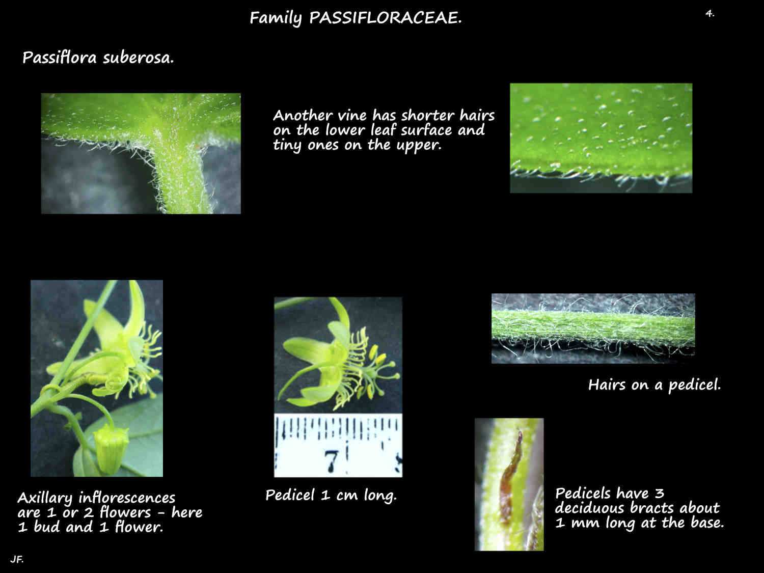 4 Passiflora suberosa inflorescences