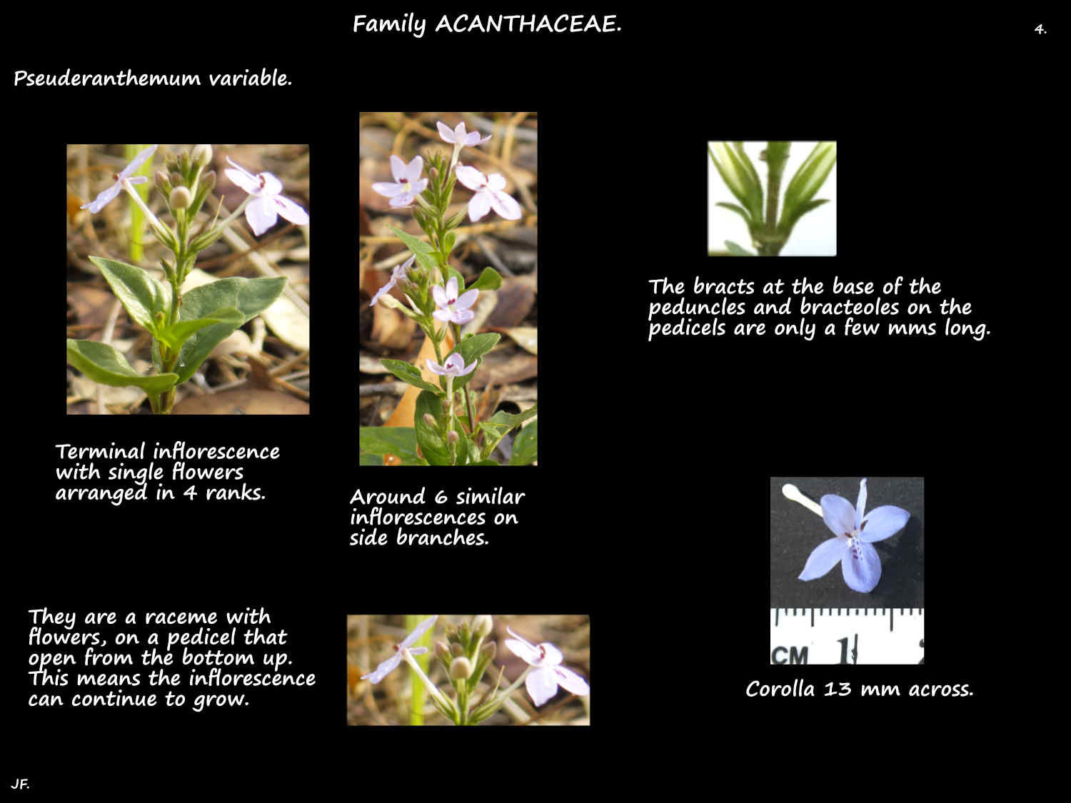4 Pastel flower inflorescences