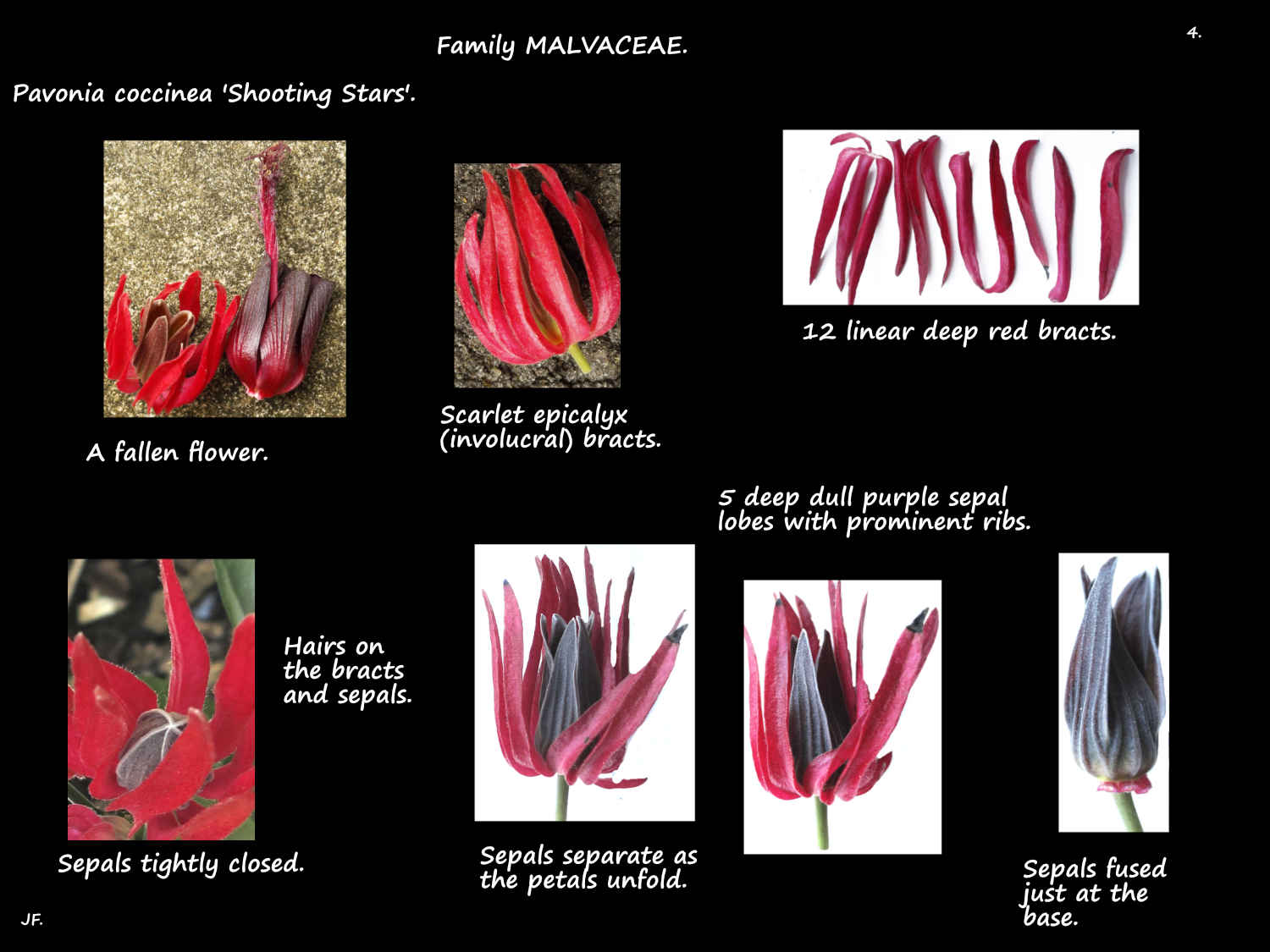 4 Pavonia coccinea bracts & sepals