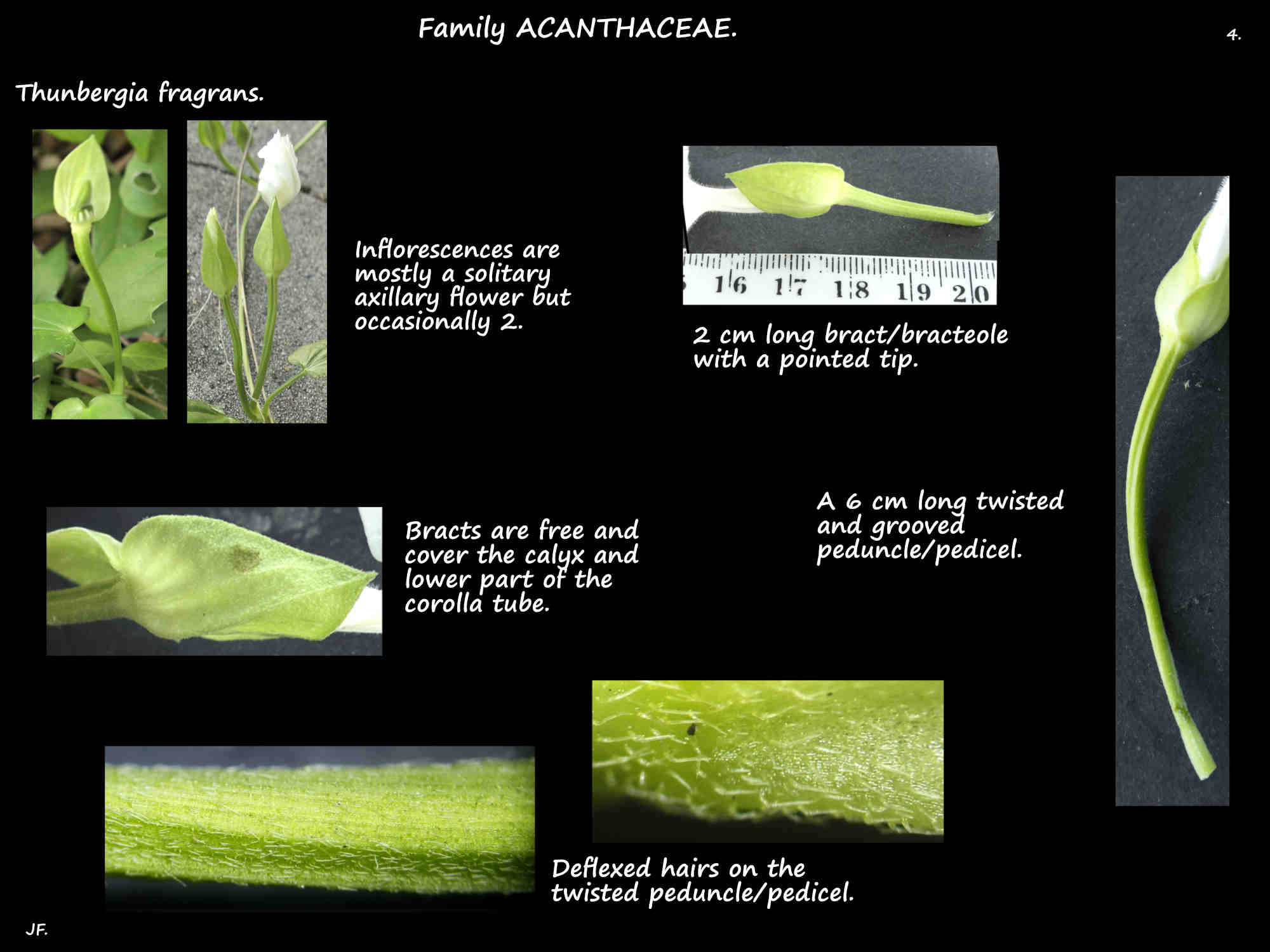 4 Peduncle & bracts of Thunbergia fragrans