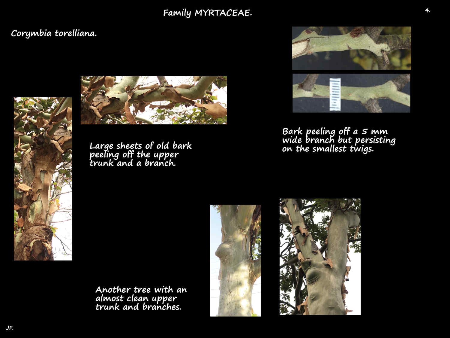 4 Peeling bark on Cadaghi trees