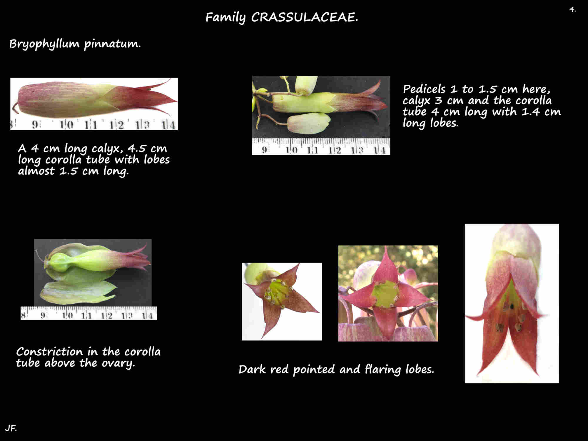 4 Petals of Resurrection plant flowers