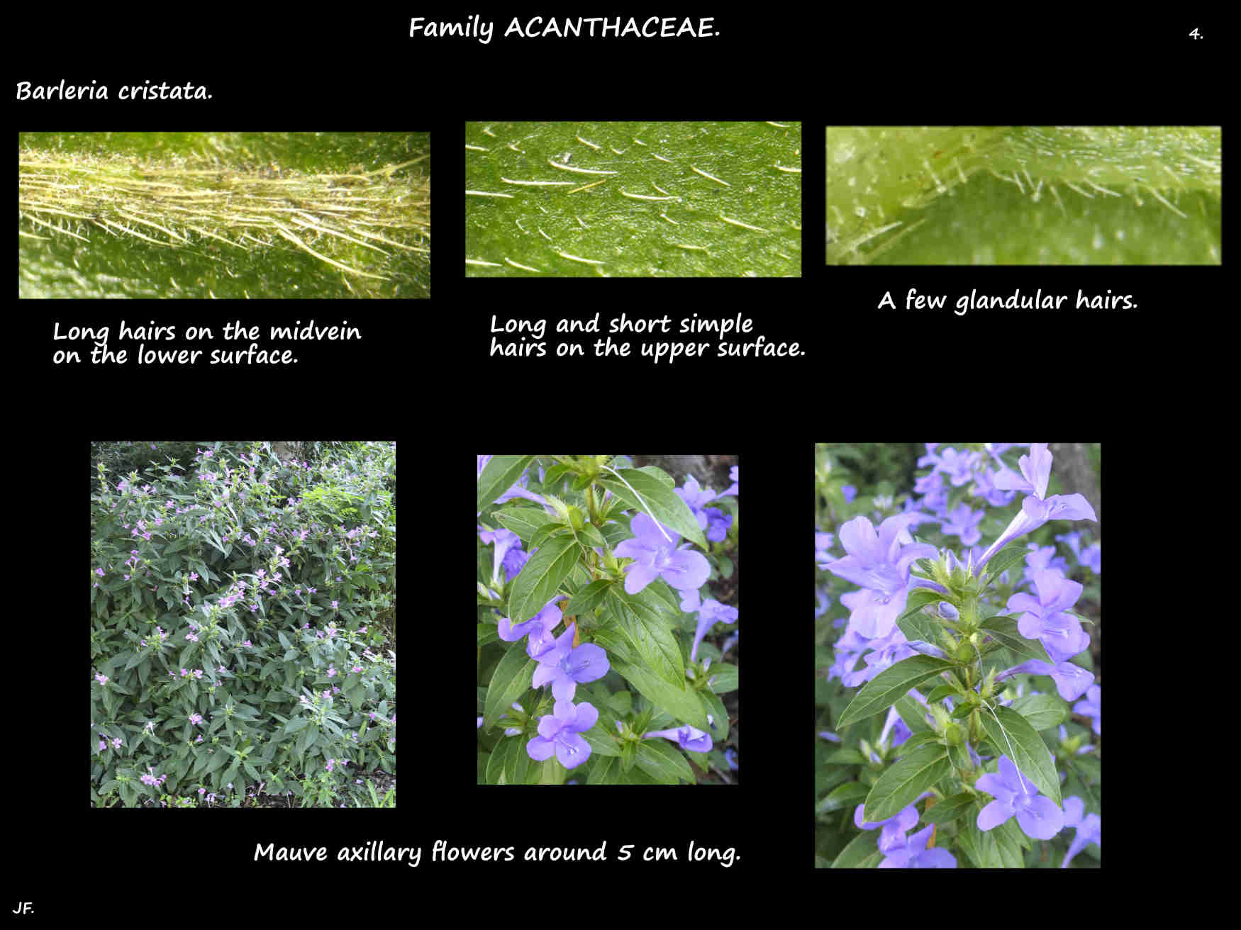 4 Philippine violet inflorescences & leaf hairs
