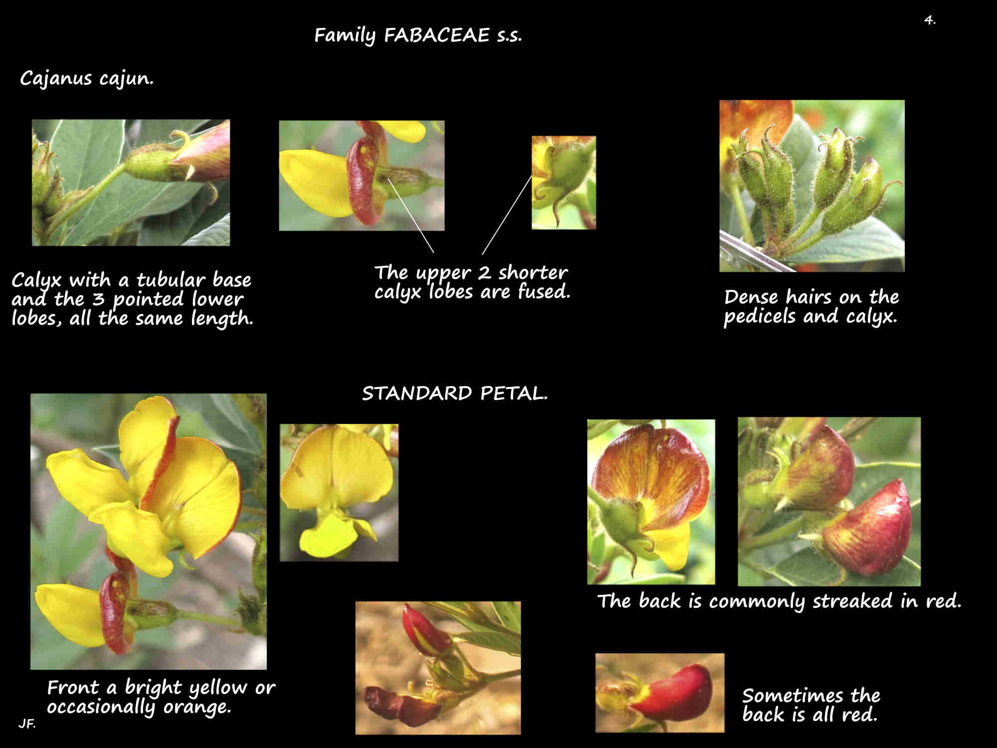 4 Pigeon pea calyx & standard petal