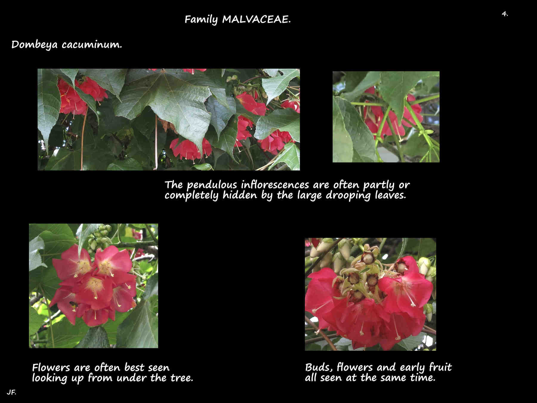 4 Pink Dombeya flowers