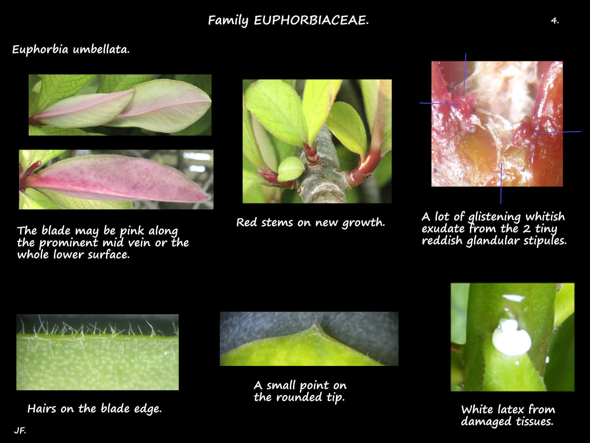 4 Pink leaves, stipules, hairs & latex of Euphorbia umbellata