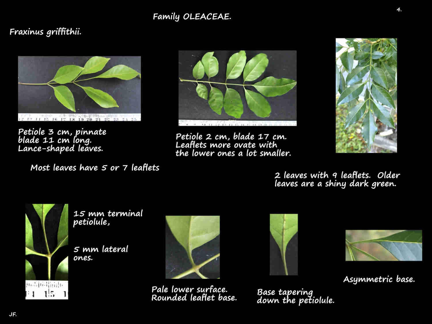 4 Pinnate Fraxinus griffithii leaves
