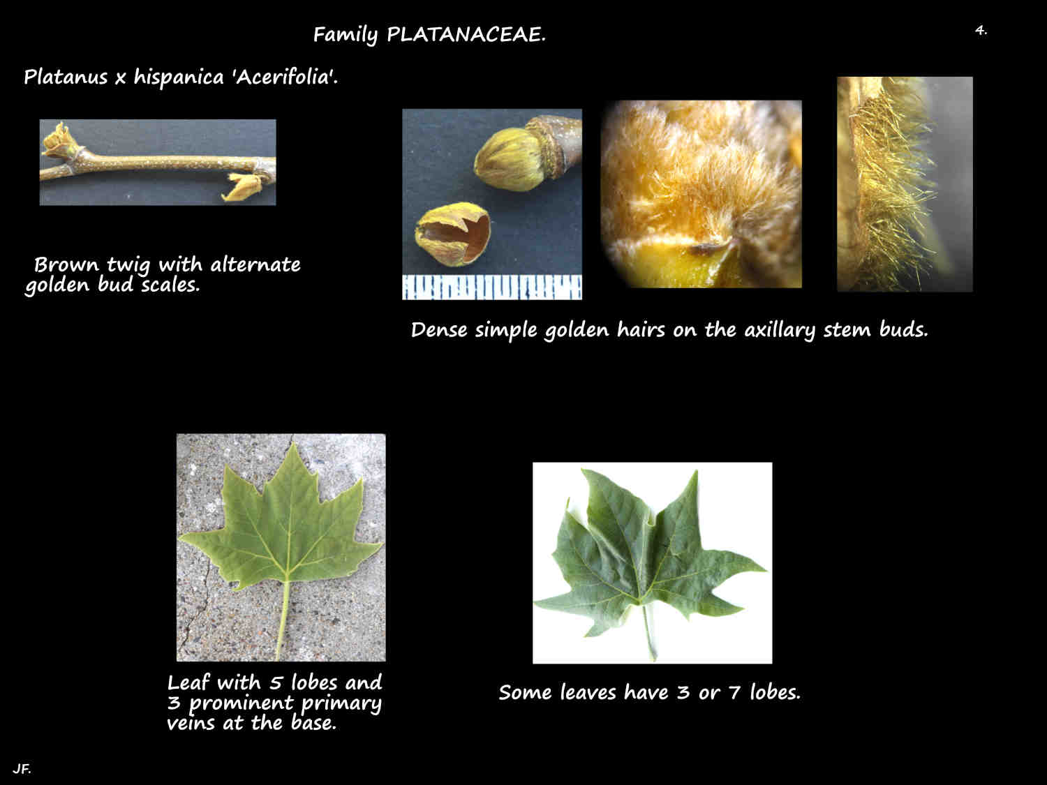 4 Platanus x 'Acerifolia' buds