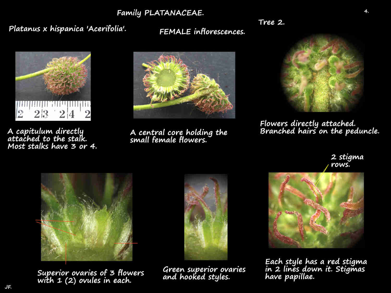 4 Platanus x hispanica T2 female flowers