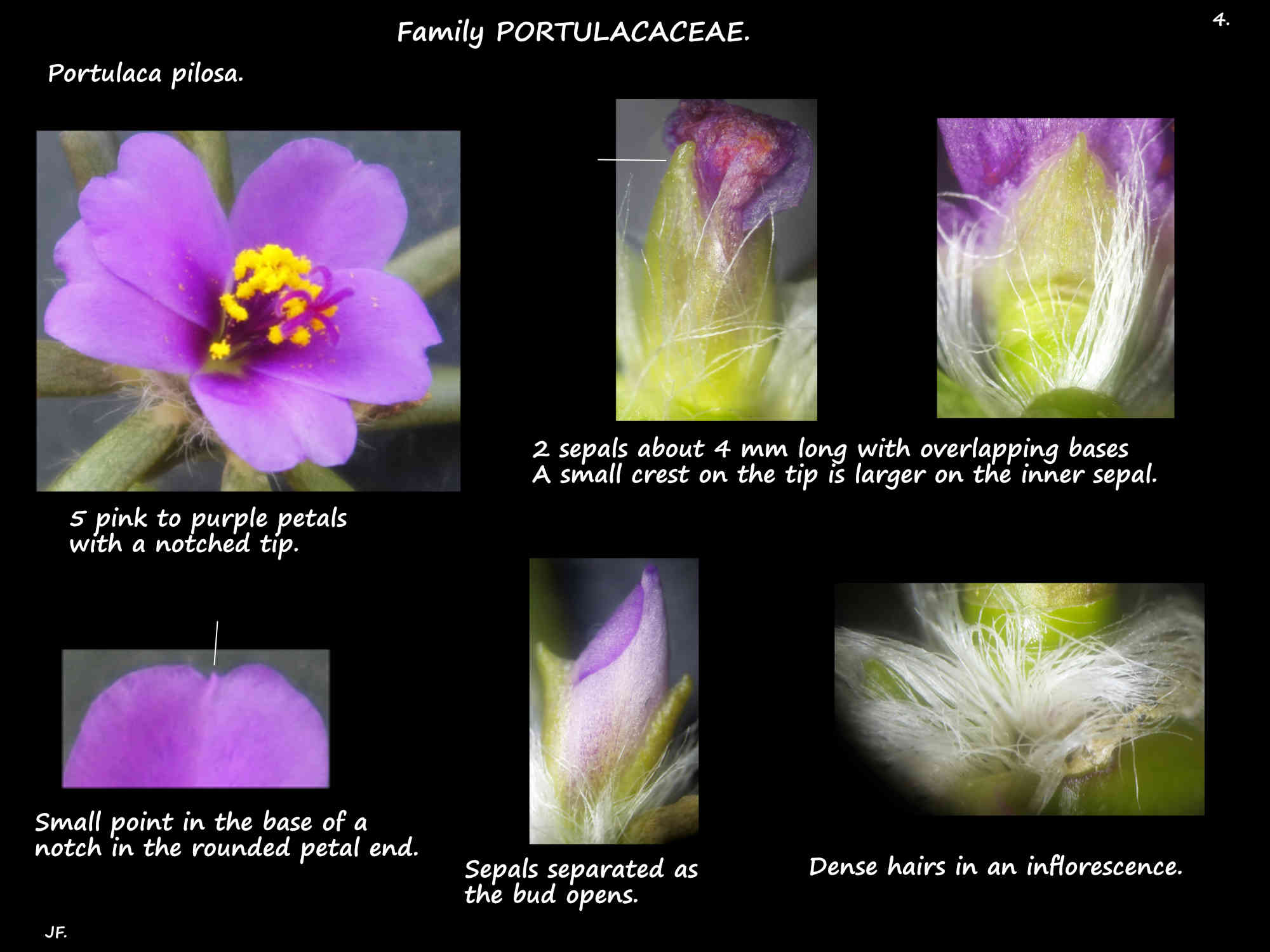 4 Portulaca pilosa petals & sepals