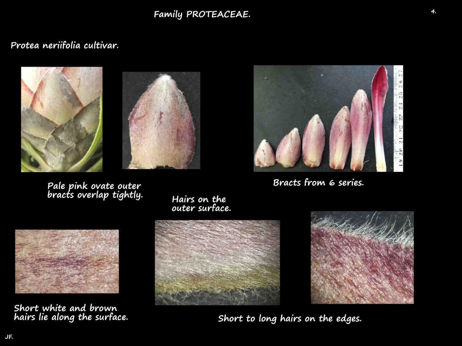 4 Protea neriifolia involucral bracts
