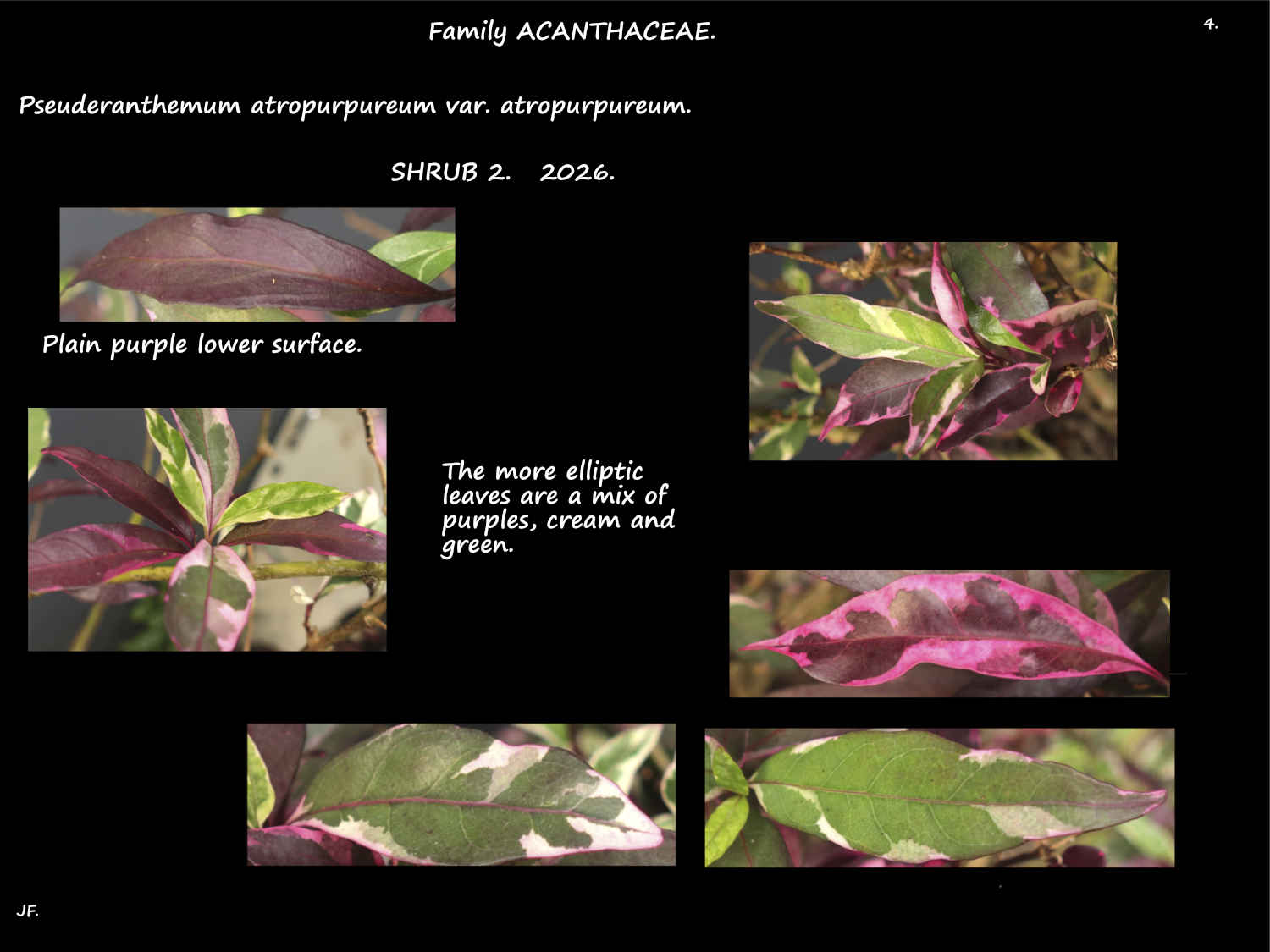 4 Pseuderanthemum 'Atropurpureum' leaves