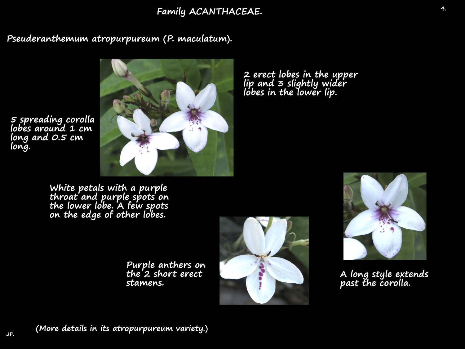 4 Pseuderanthemum maculatum flowers