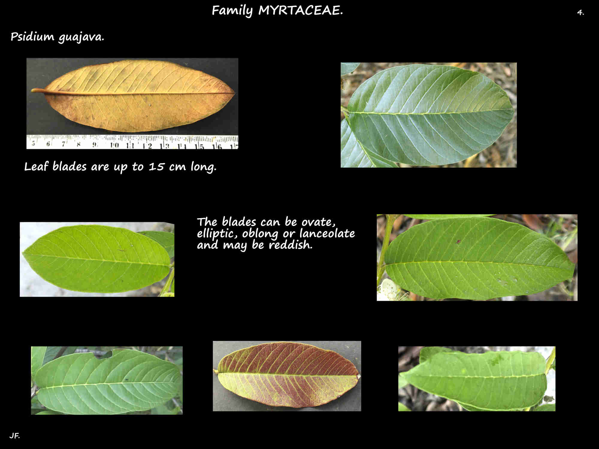 4 Psidium guajava leaf shapes