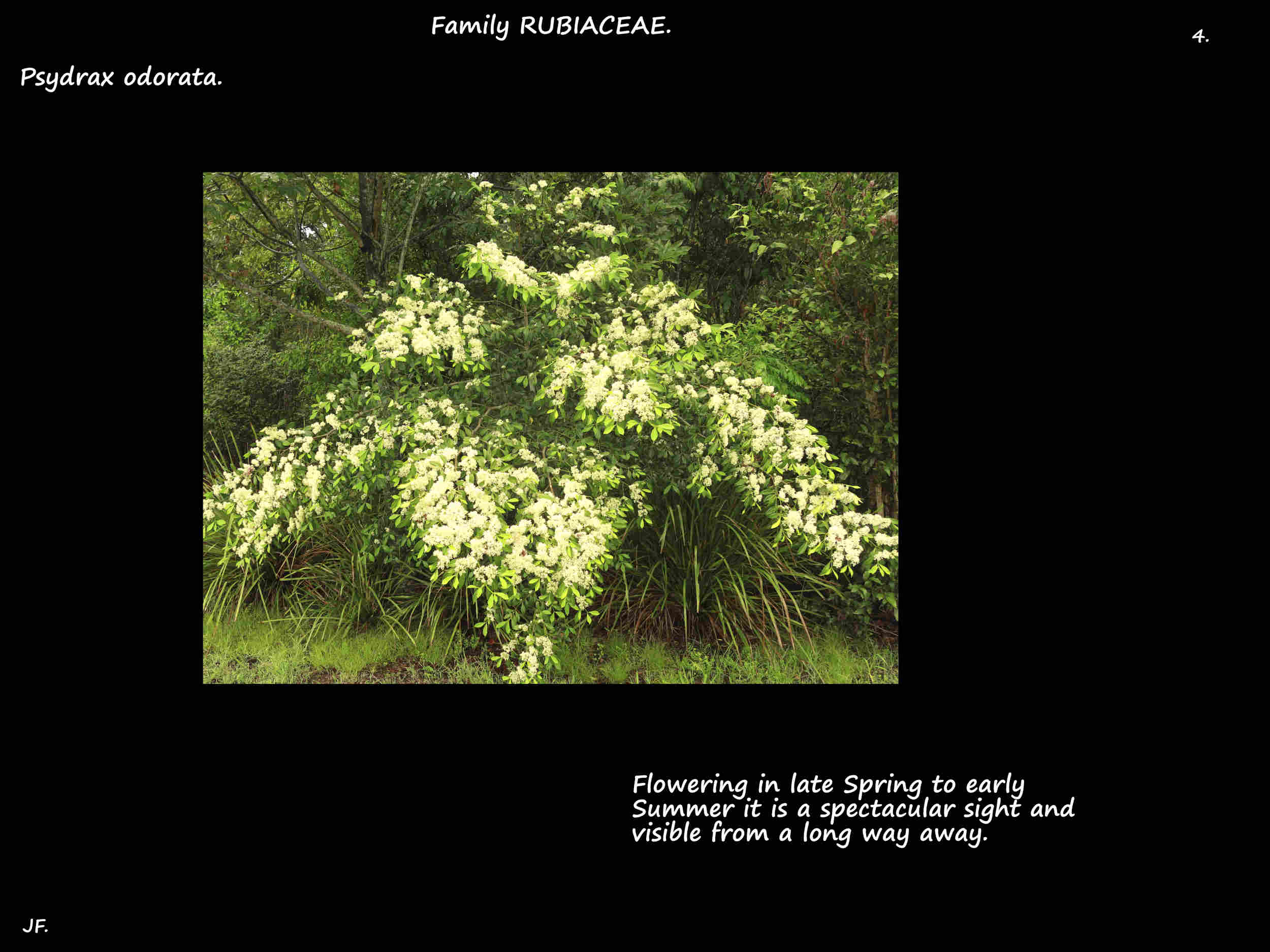 4 Psydrax odorata tree in flower