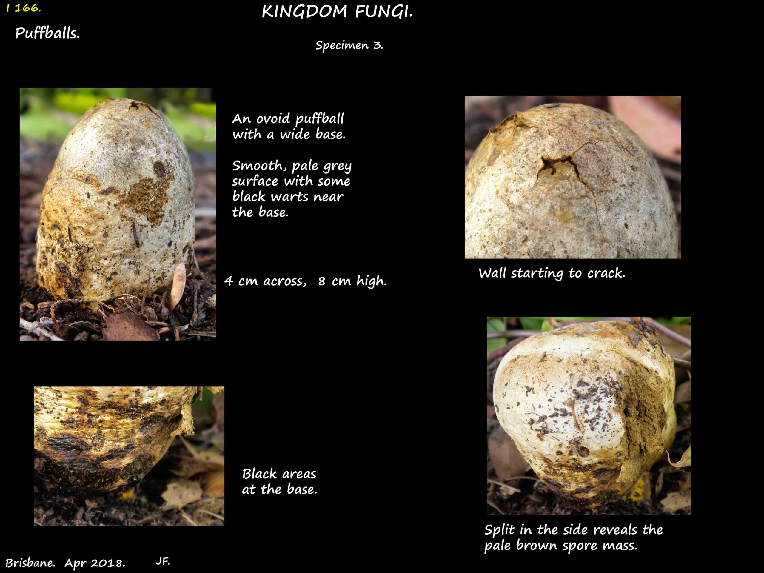 4 A pale ovoid puffball with the side splitting to release spores