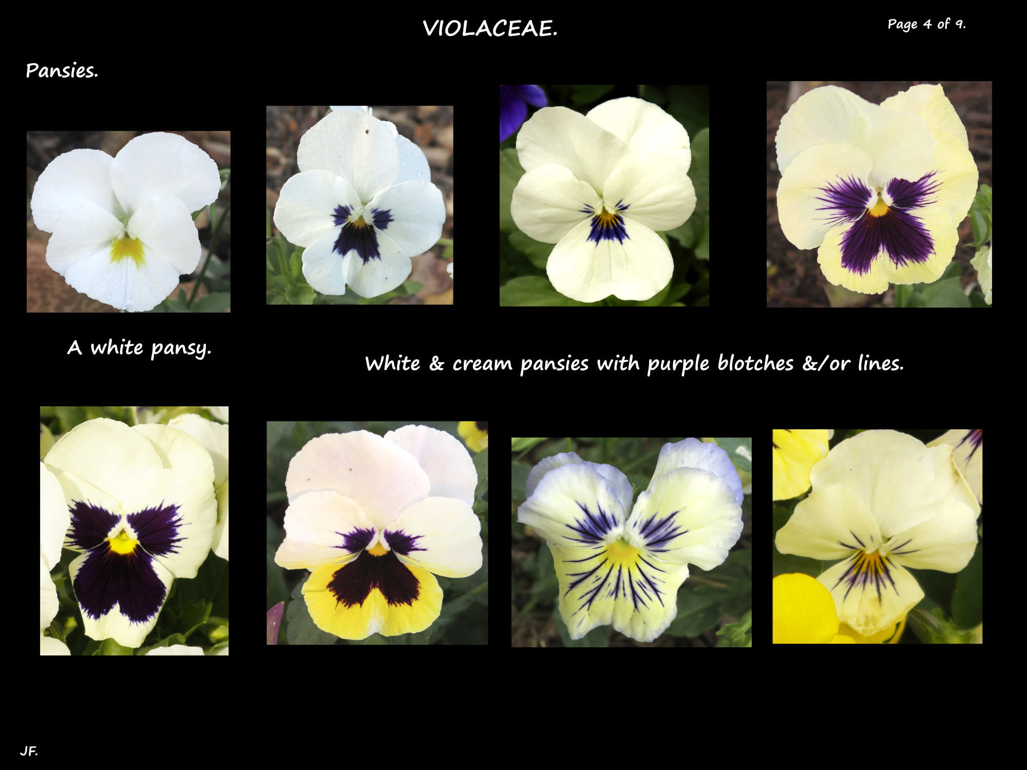 4 Purple markings on white & cream pansies
