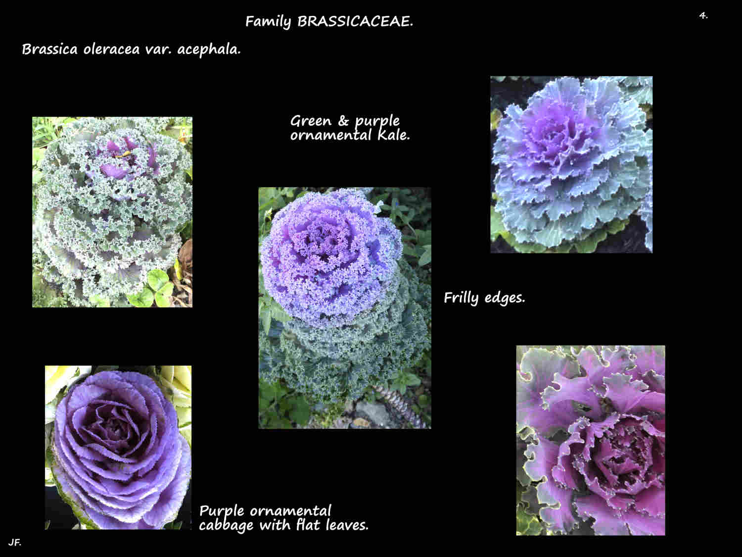 4 Purple ornamental kales
