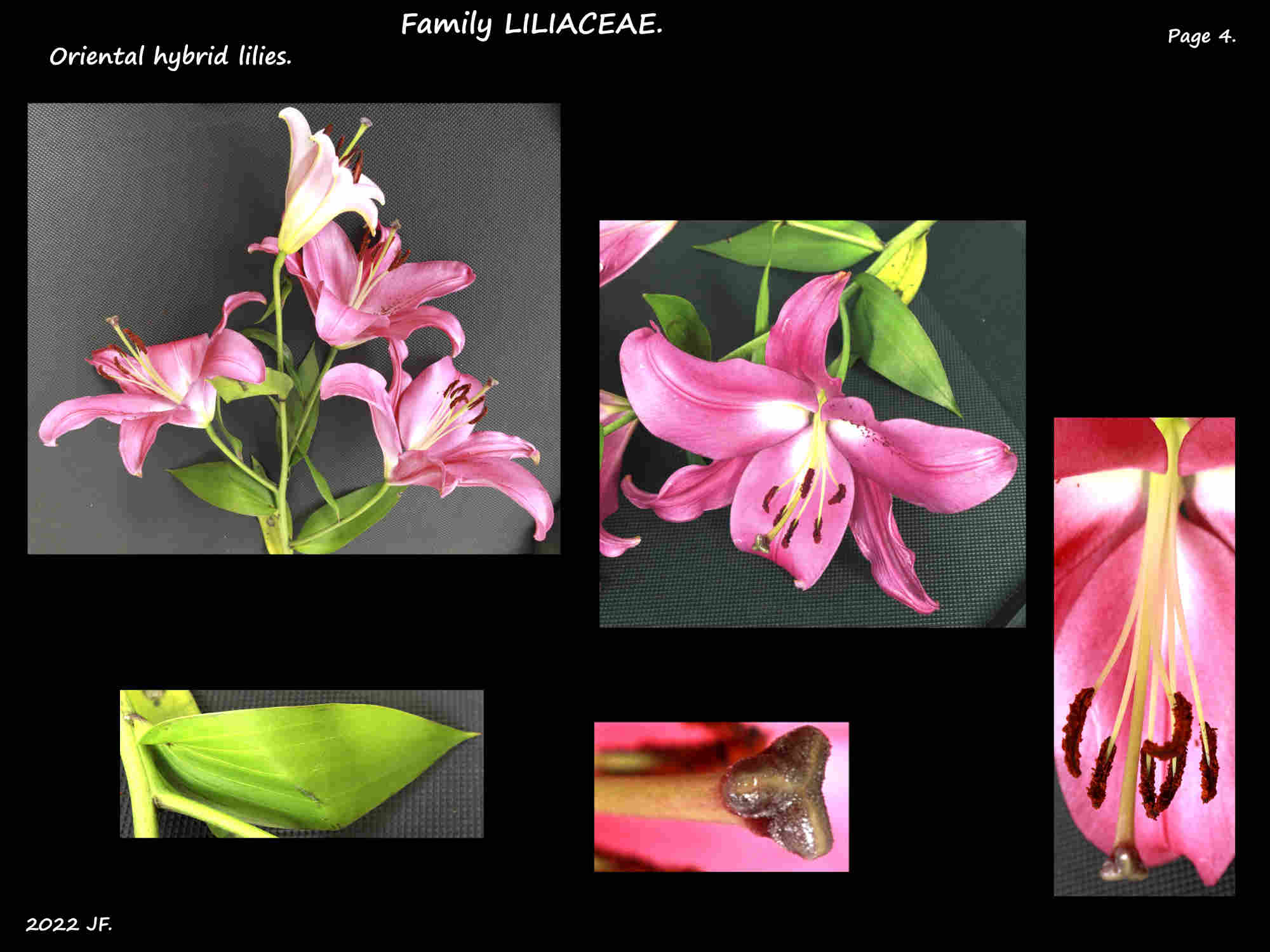 5 Red Oriental hybrid lilies