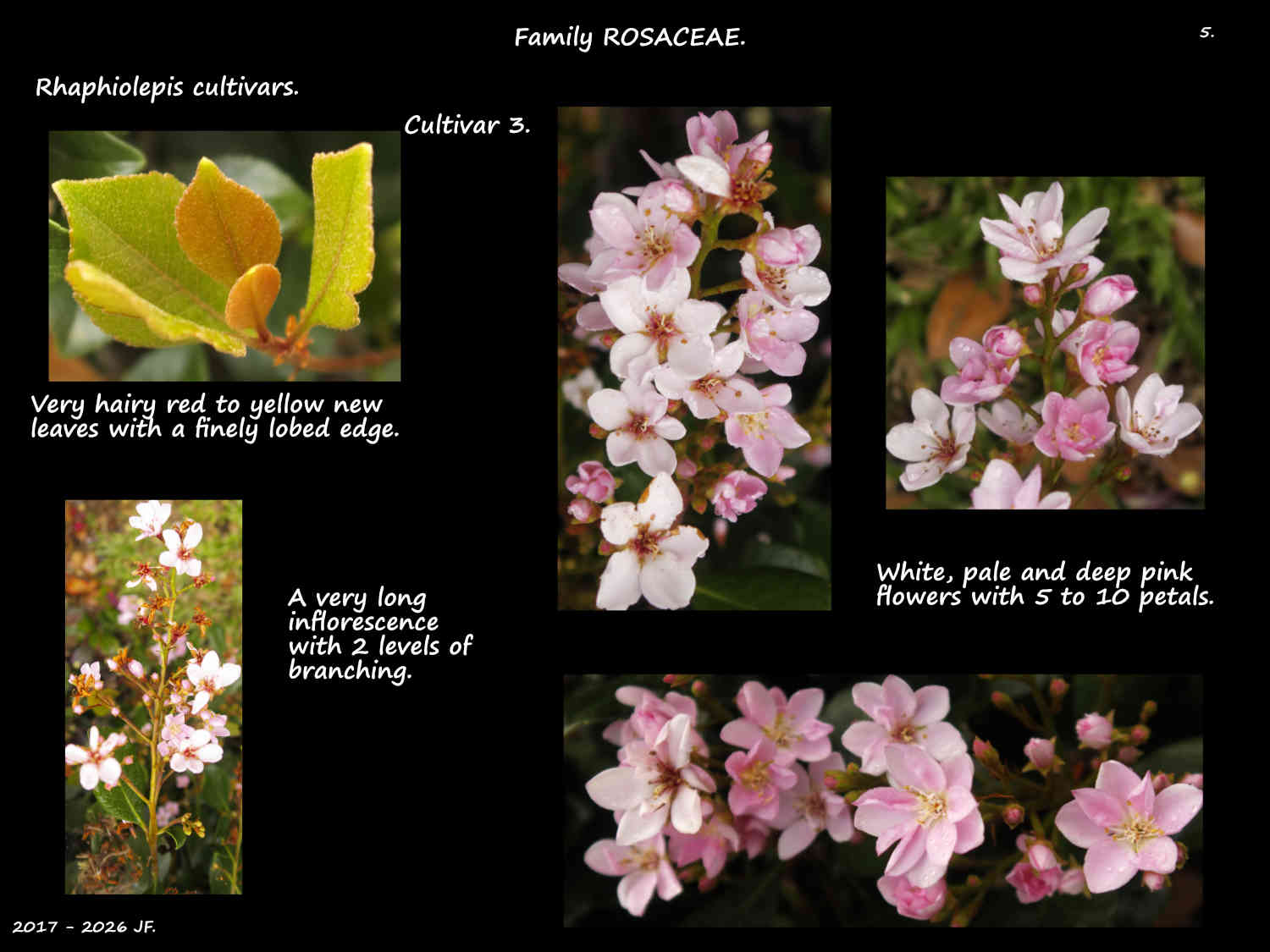 4 Rhaphiolepis cultivar 3