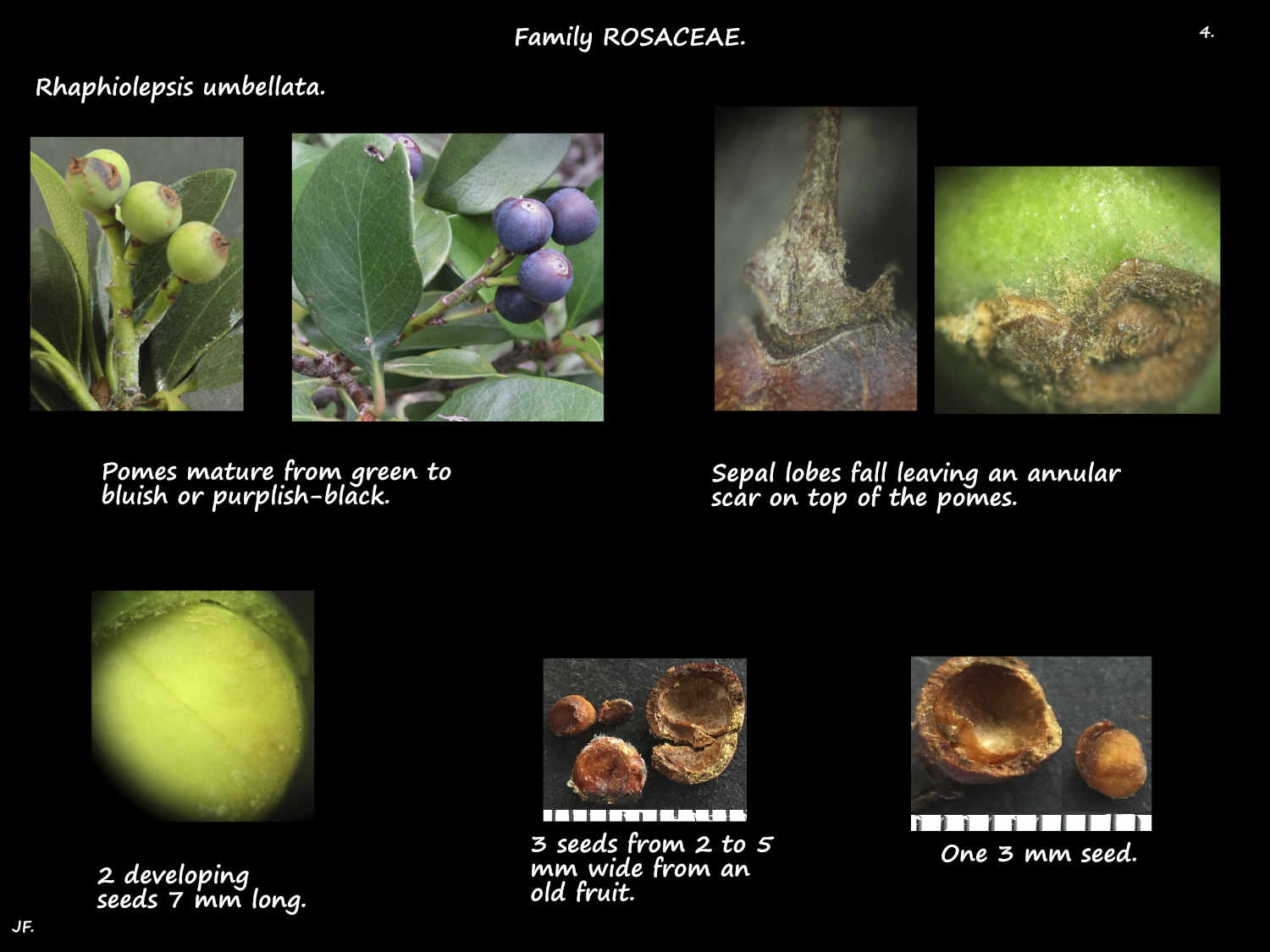 4 Rhaphiolepsis umbellata fruit