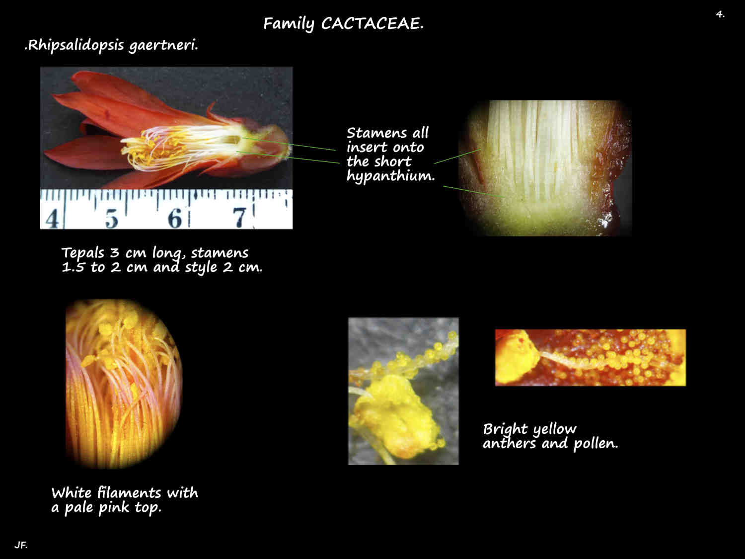 4 Rhipsalidopsis gaertneri stamens