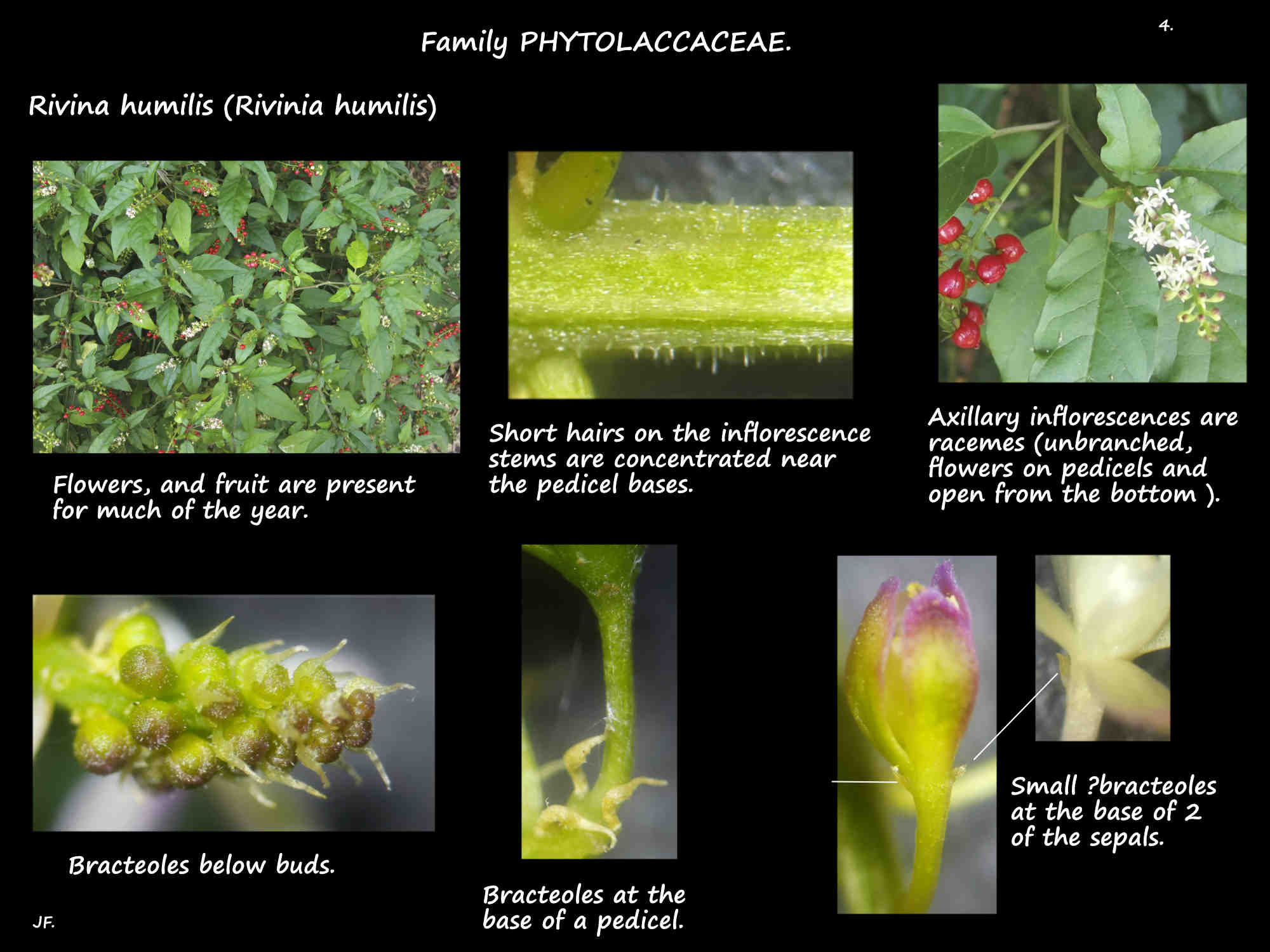 4 Rivina humilis inflorescences & bracteoles
