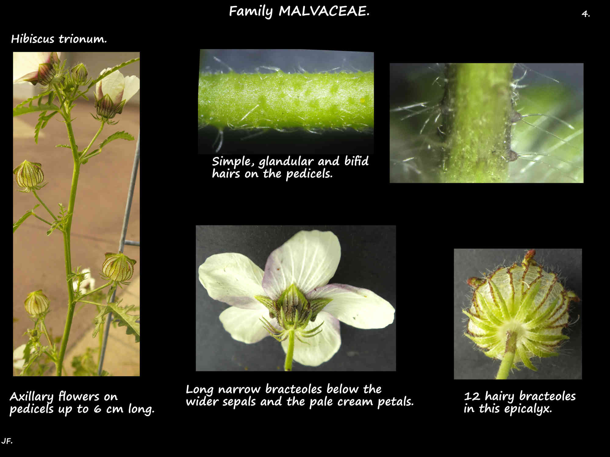 4 Rose Mallow inflorescences, pedicel hairs & bracteoles