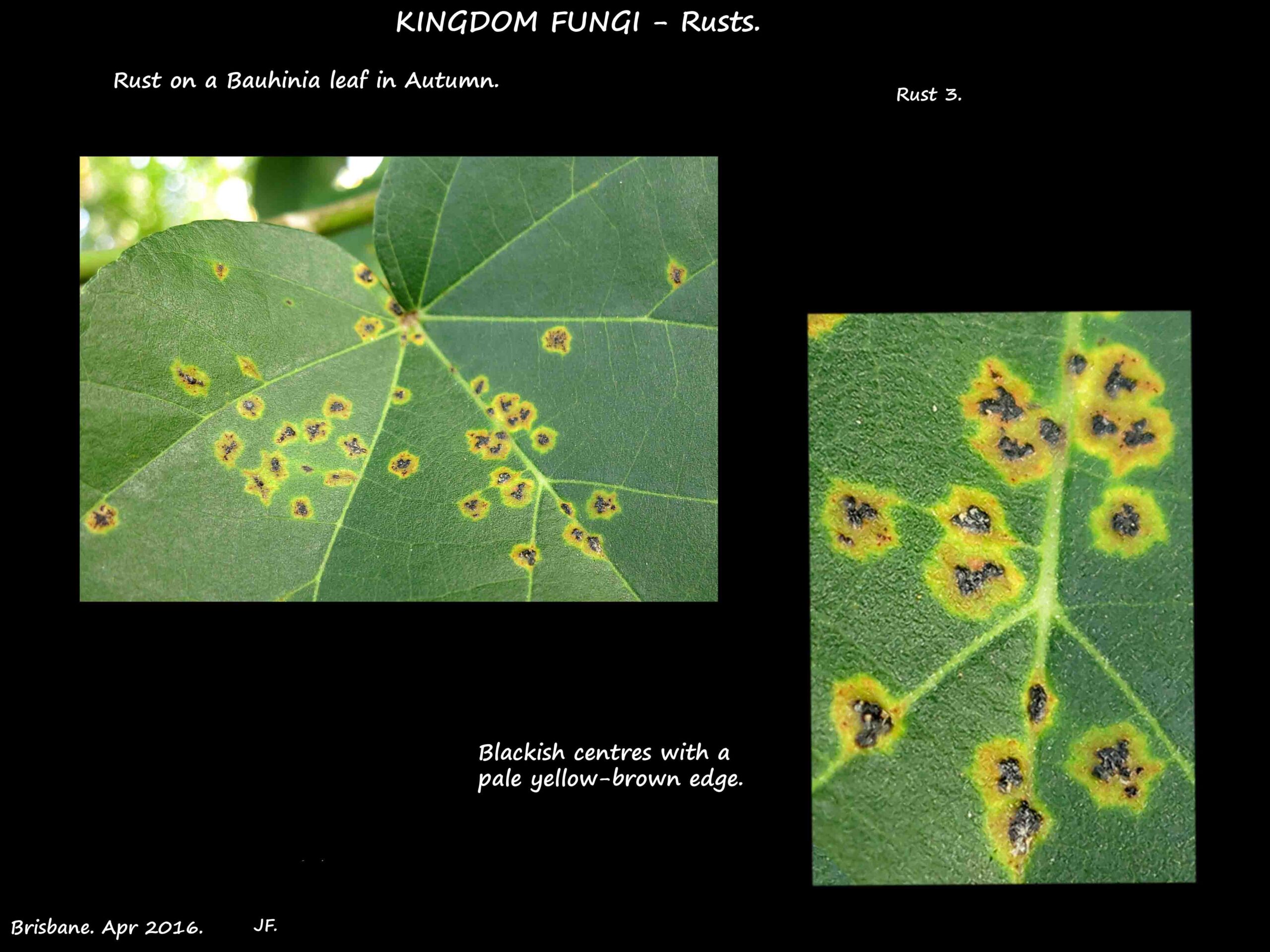 4 Yellow areas of rust with black centres on a leaf